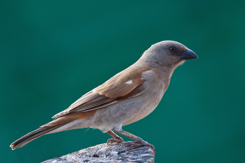Canon EOS 50D sample photo. Grey-headed sparrow photography