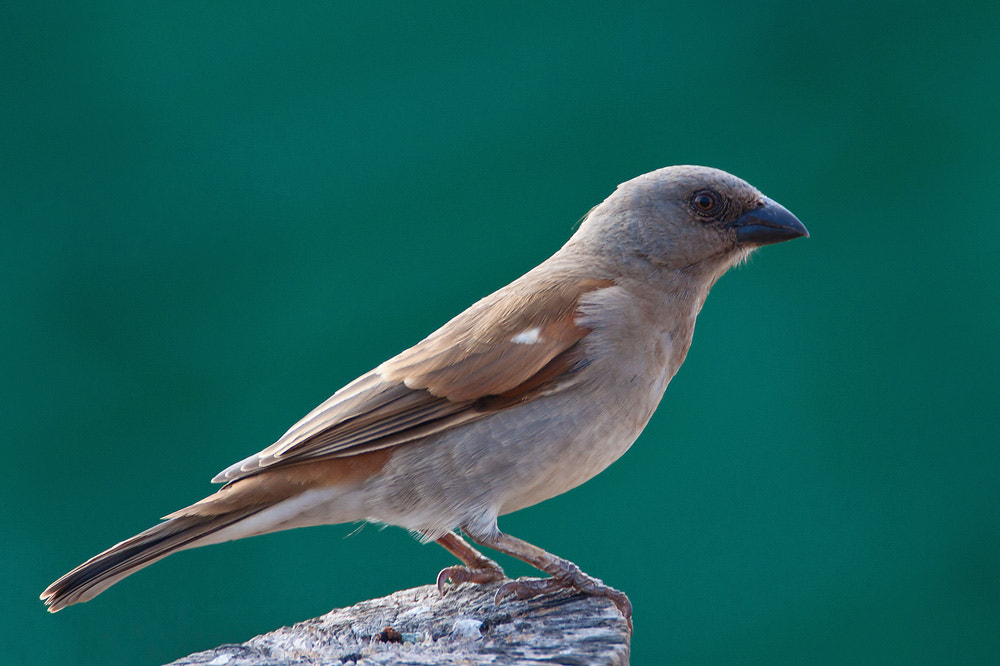 Canon EOS 50D + Canon EF 500mm F4L IS USM sample photo. Grey-headed sparrow photography