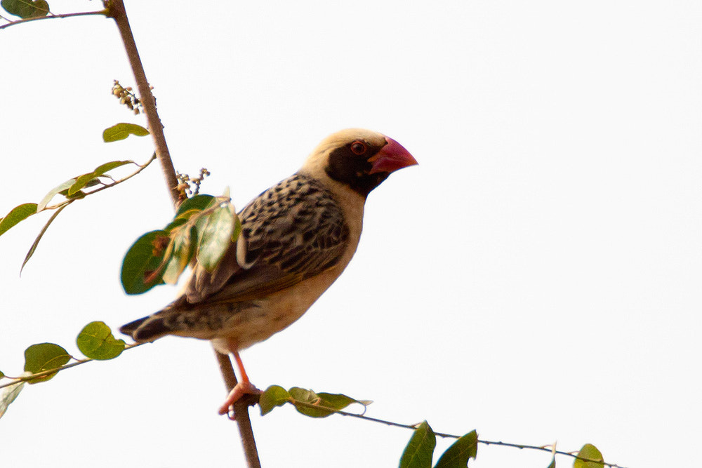 Canon EF 500mm F4L IS USM sample photo. Red-billed quelea photography