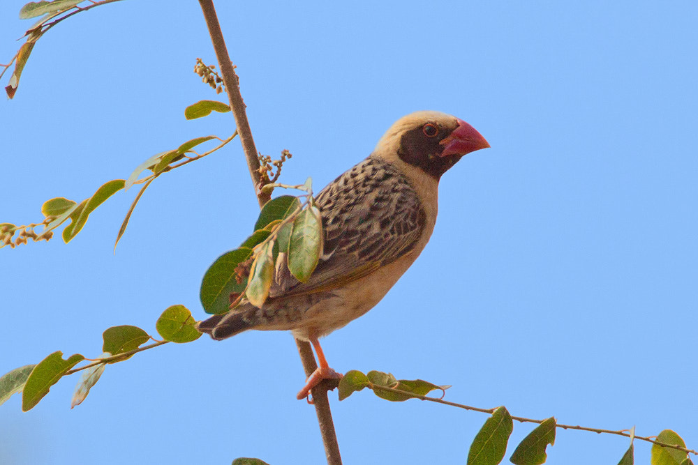 Canon EF 500mm F4L IS USM sample photo. Red-billed quelea photography