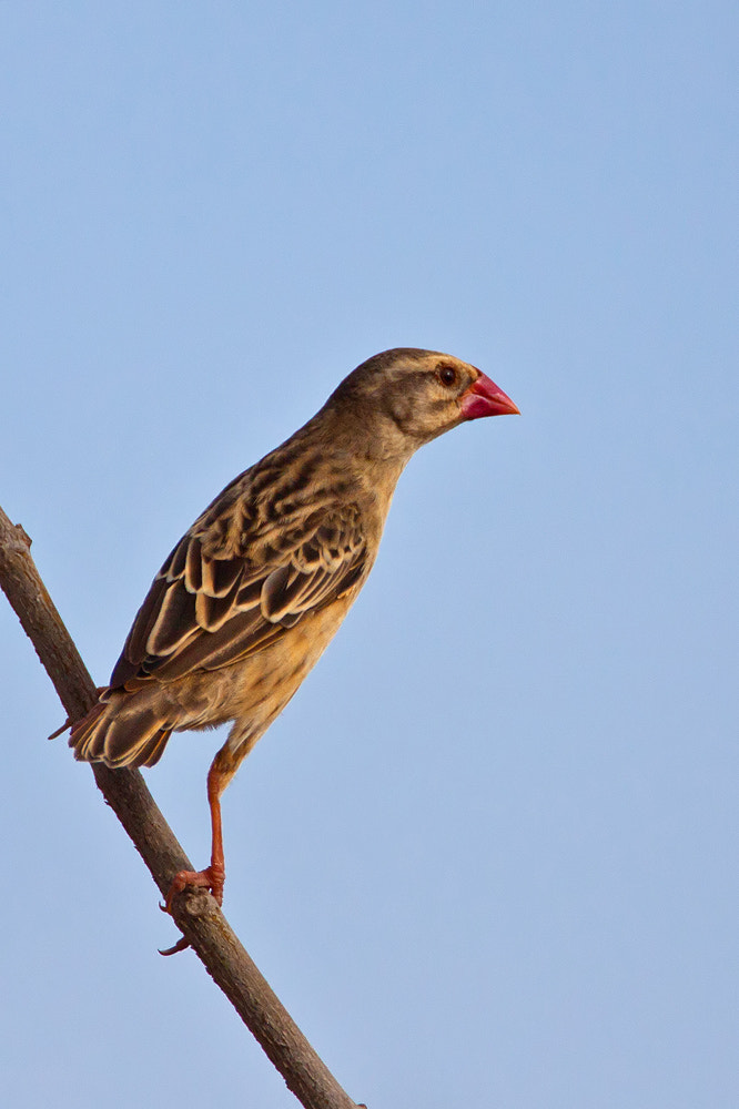 Canon EOS 50D sample photo. Red-billed quelea photography