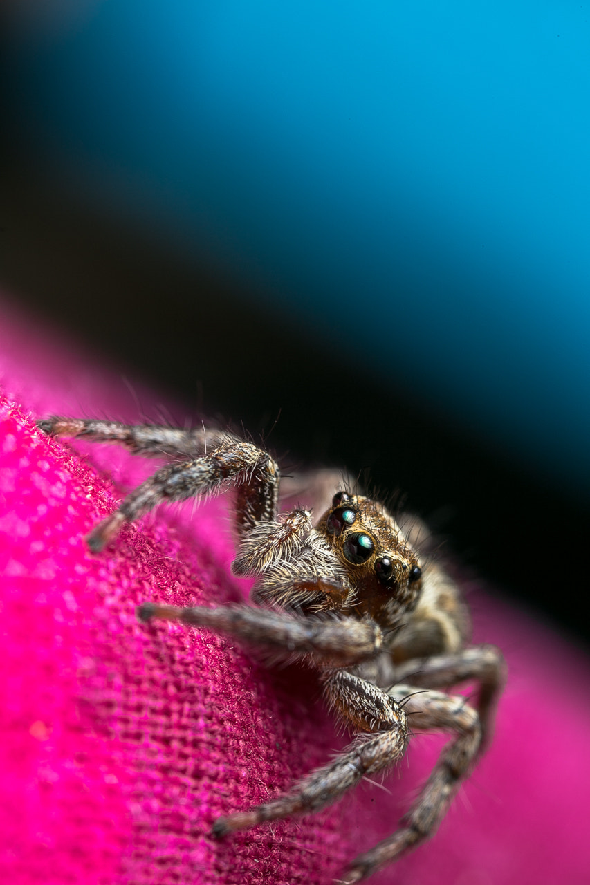 Canon MP-E 65mm F2.5 1-5x Macro Photo sample photo. Oooo photography