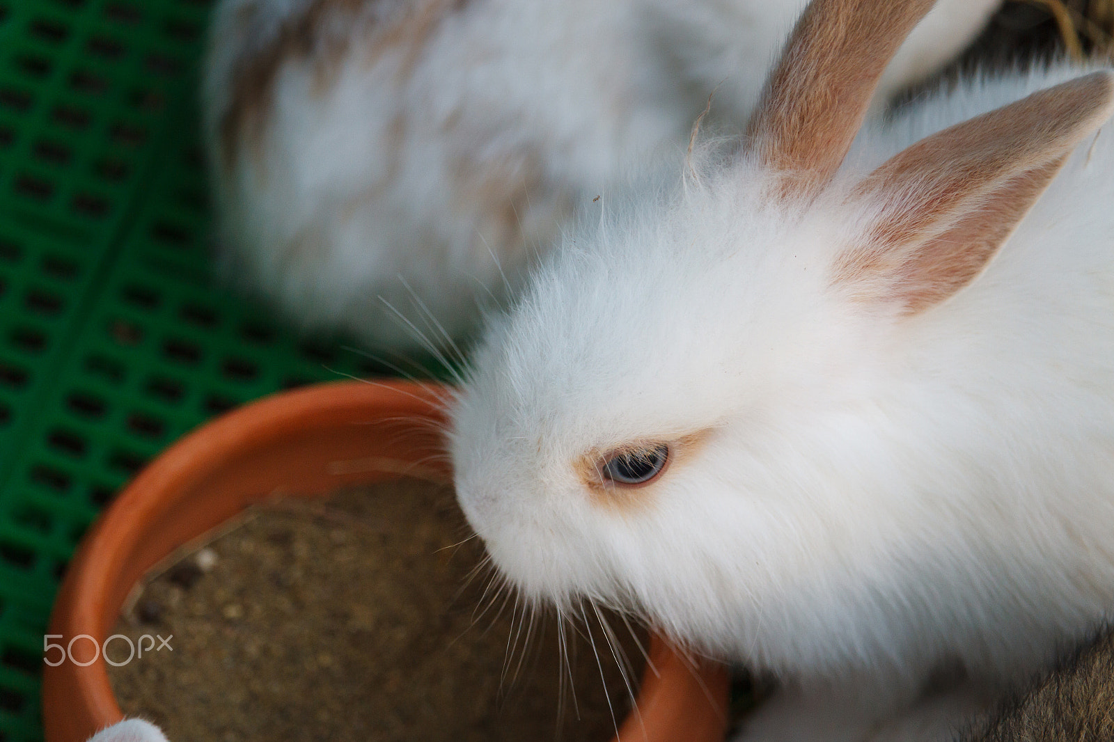 Canon EF-S 55-250mm F4-5.6 IS STM sample photo. White rabbit close-up photography
