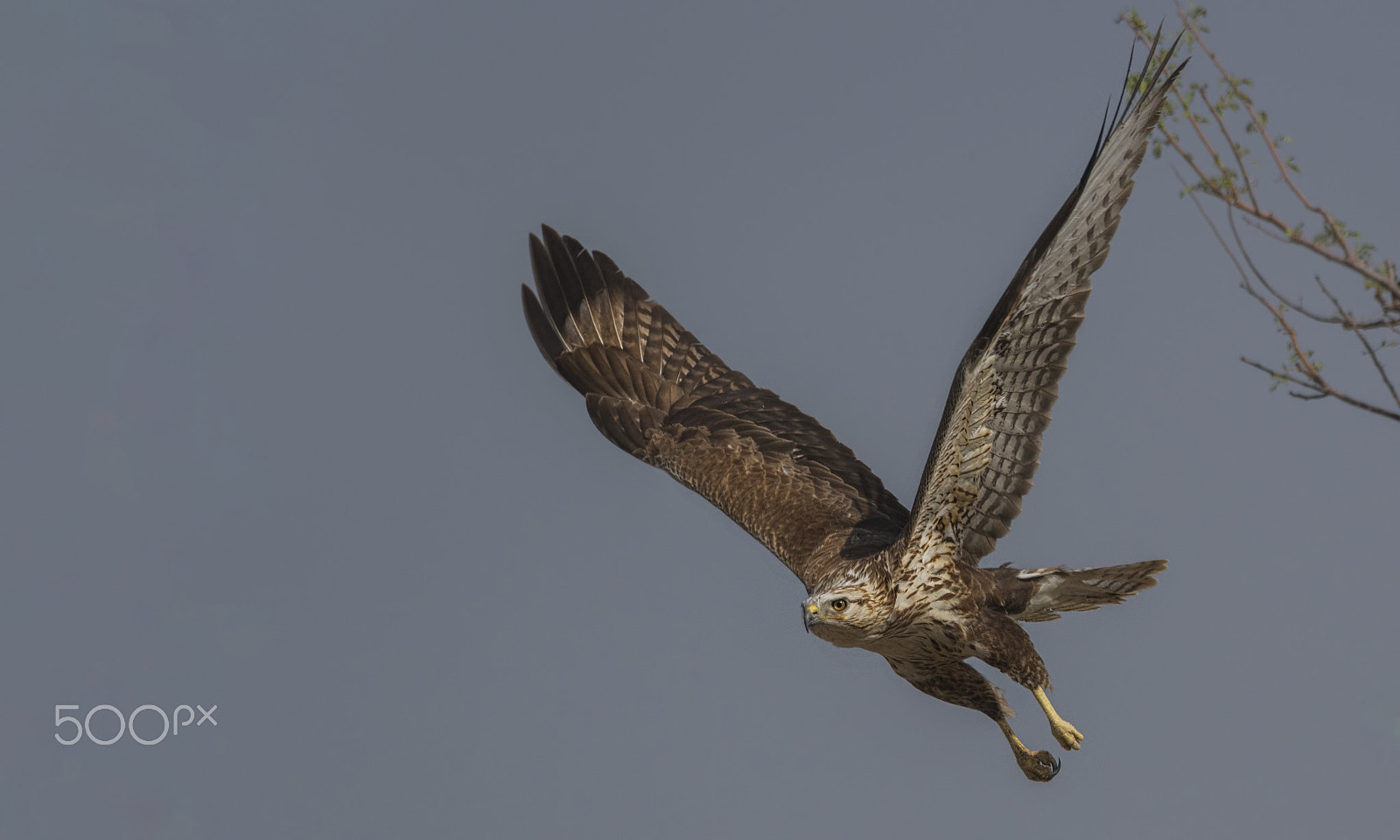 Nikon D750 + Nikon AF-S Nikkor 500mm F4G ED VR sample photo. Long legged buzzard photography