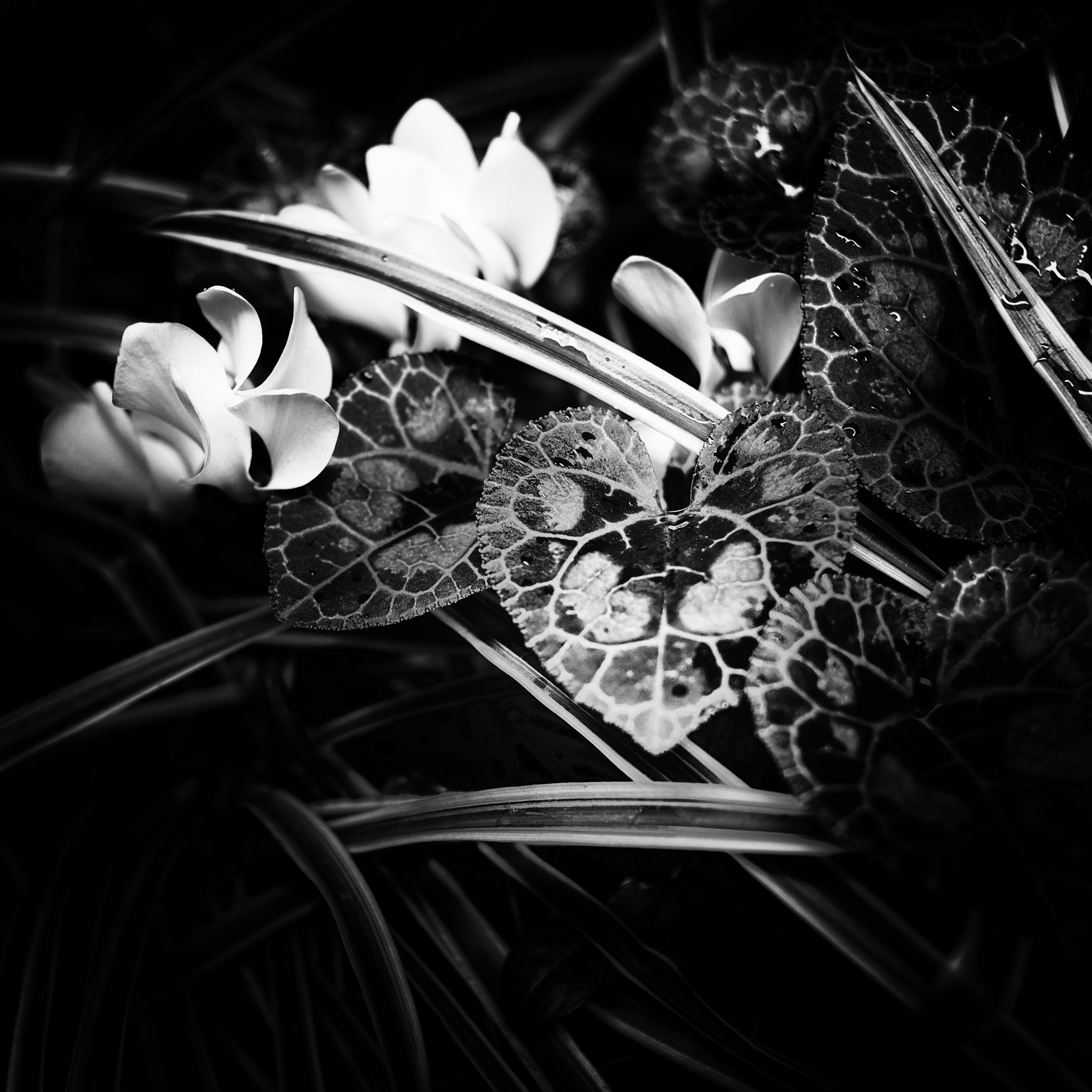 Fujifilm XF 27mm F2.8 sample photo. Flowers photography