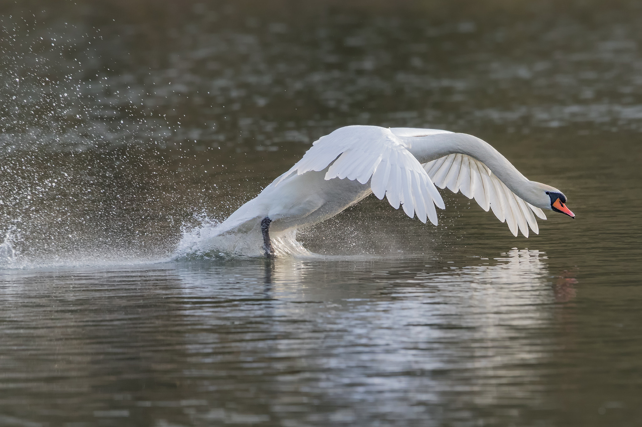 Canon EOS-1D X Mark II sample photo. Swan.. photography