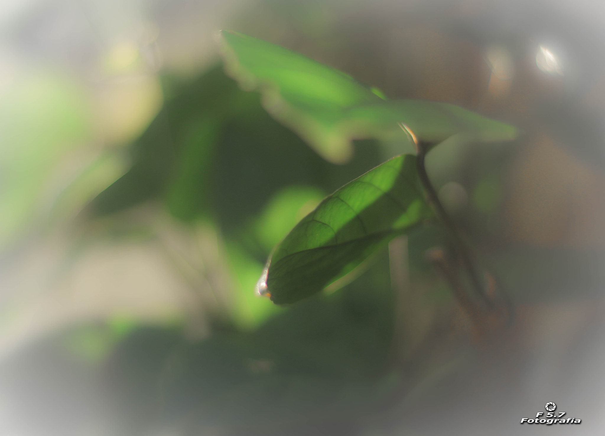 Canon EOS 7D + Canon EF 50mm F1.8 STM sample photo. Fog photography