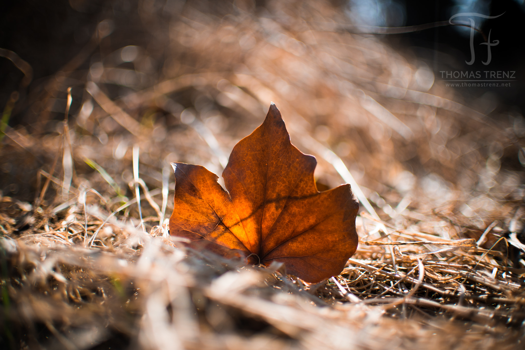 Nikon D600 sample photo. Autumn in spring photography
