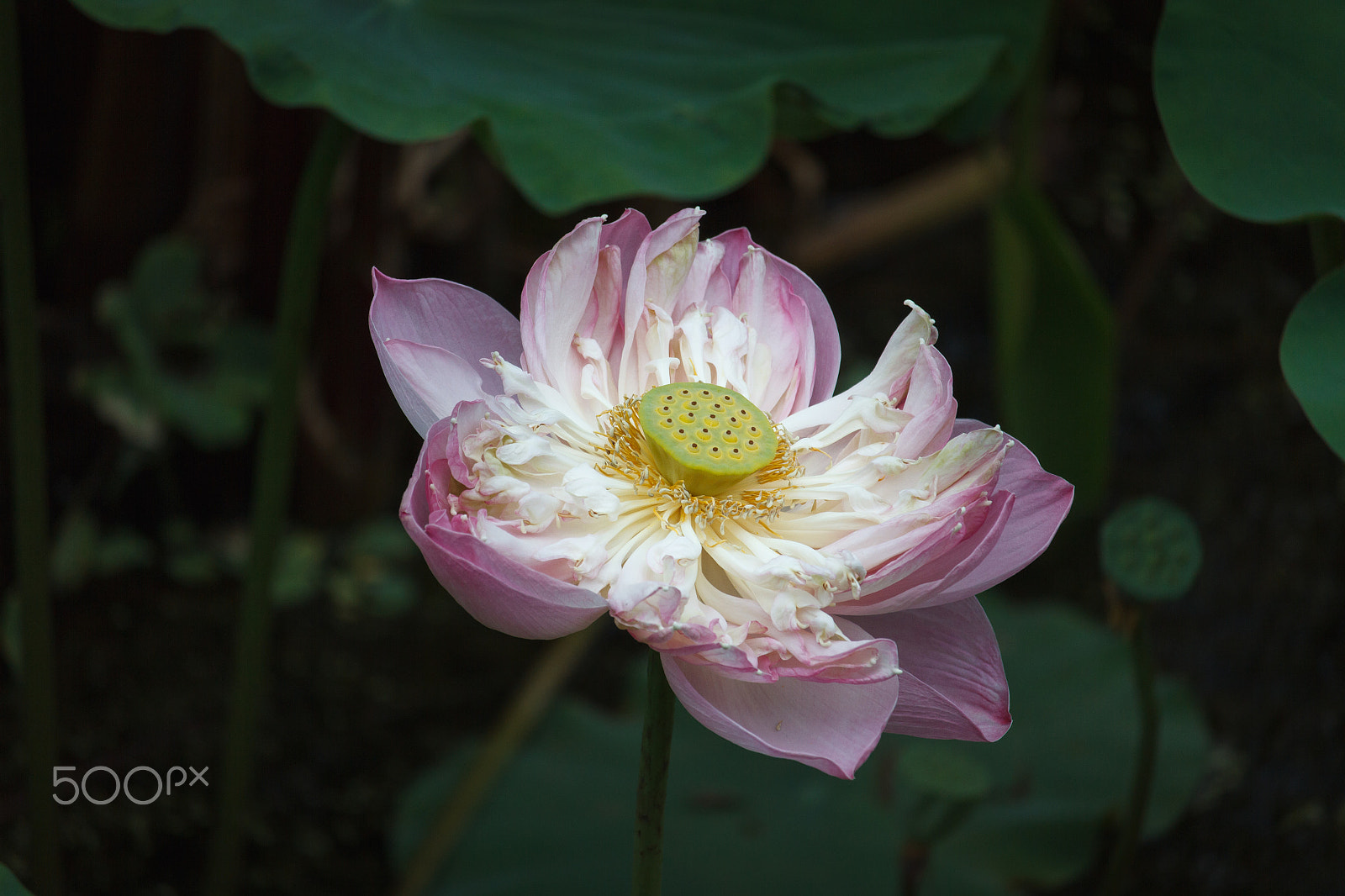Canon EF-S 55-250mm F4-5.6 IS STM sample photo. Beautiful flower of lotus photography