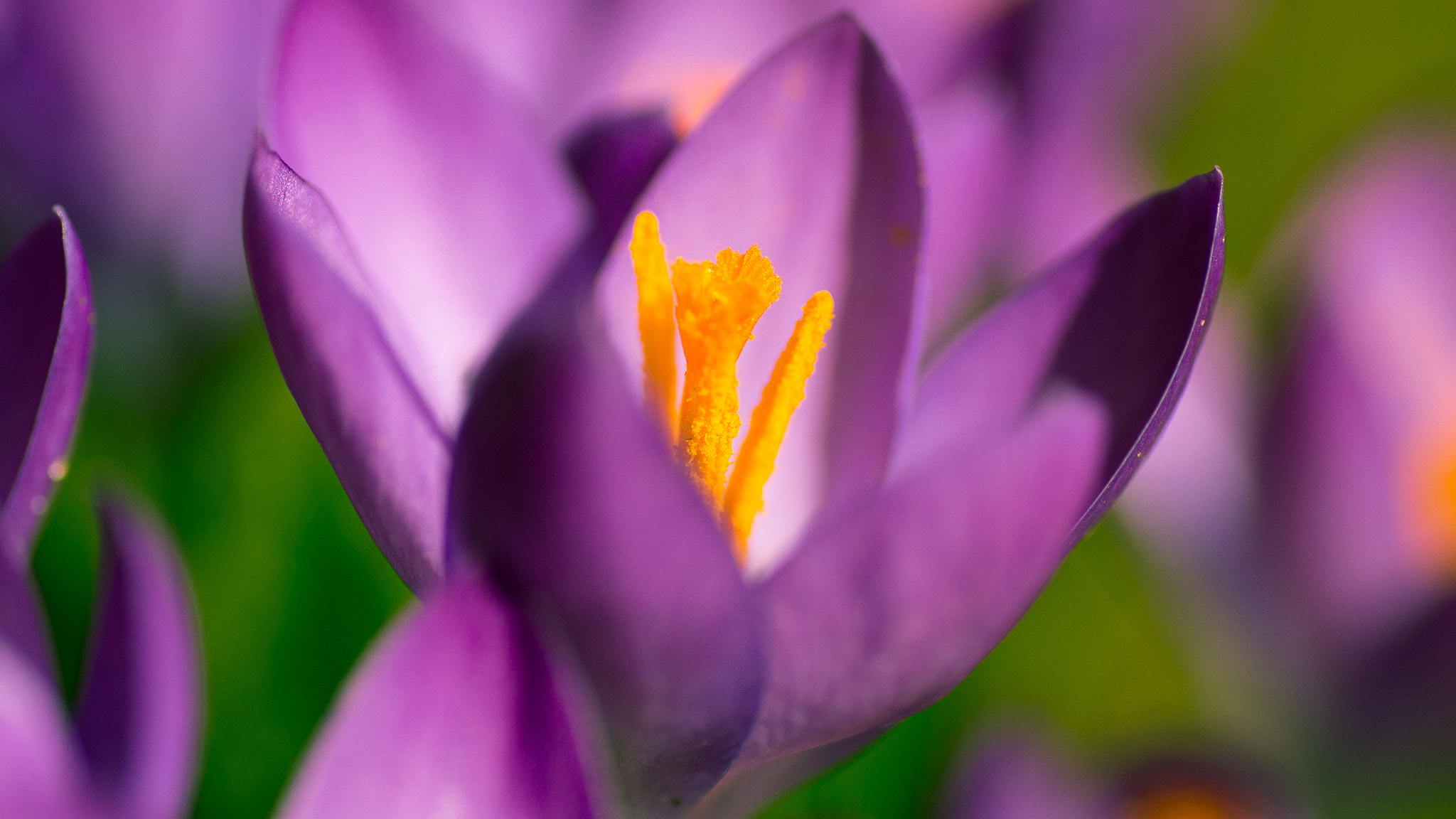 Nikon D3200 sample photo. Gardenlife photography