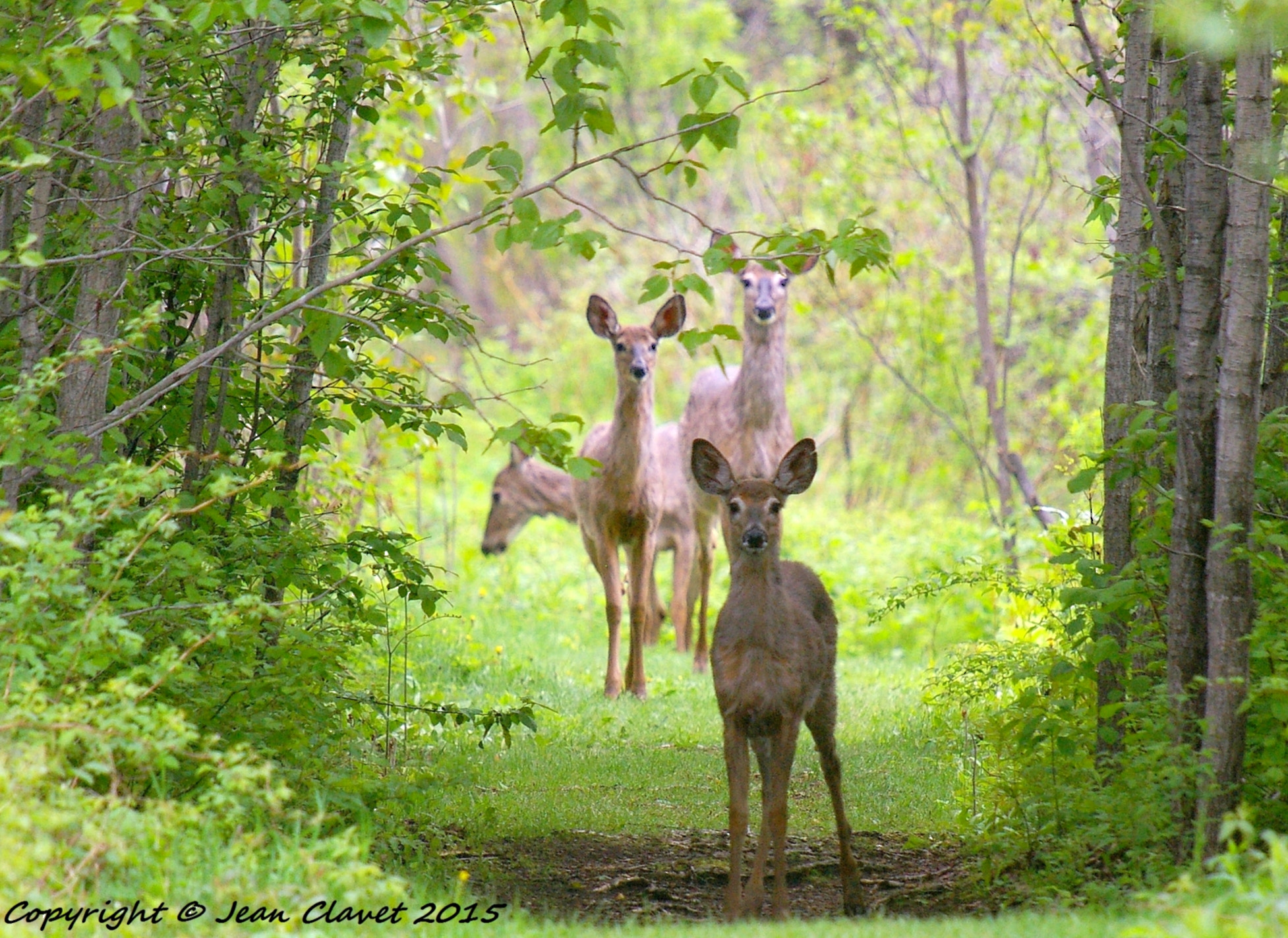 Pentax K100D + Sigma sample photo. Cerfs de virginie/ white-tailed deer photography