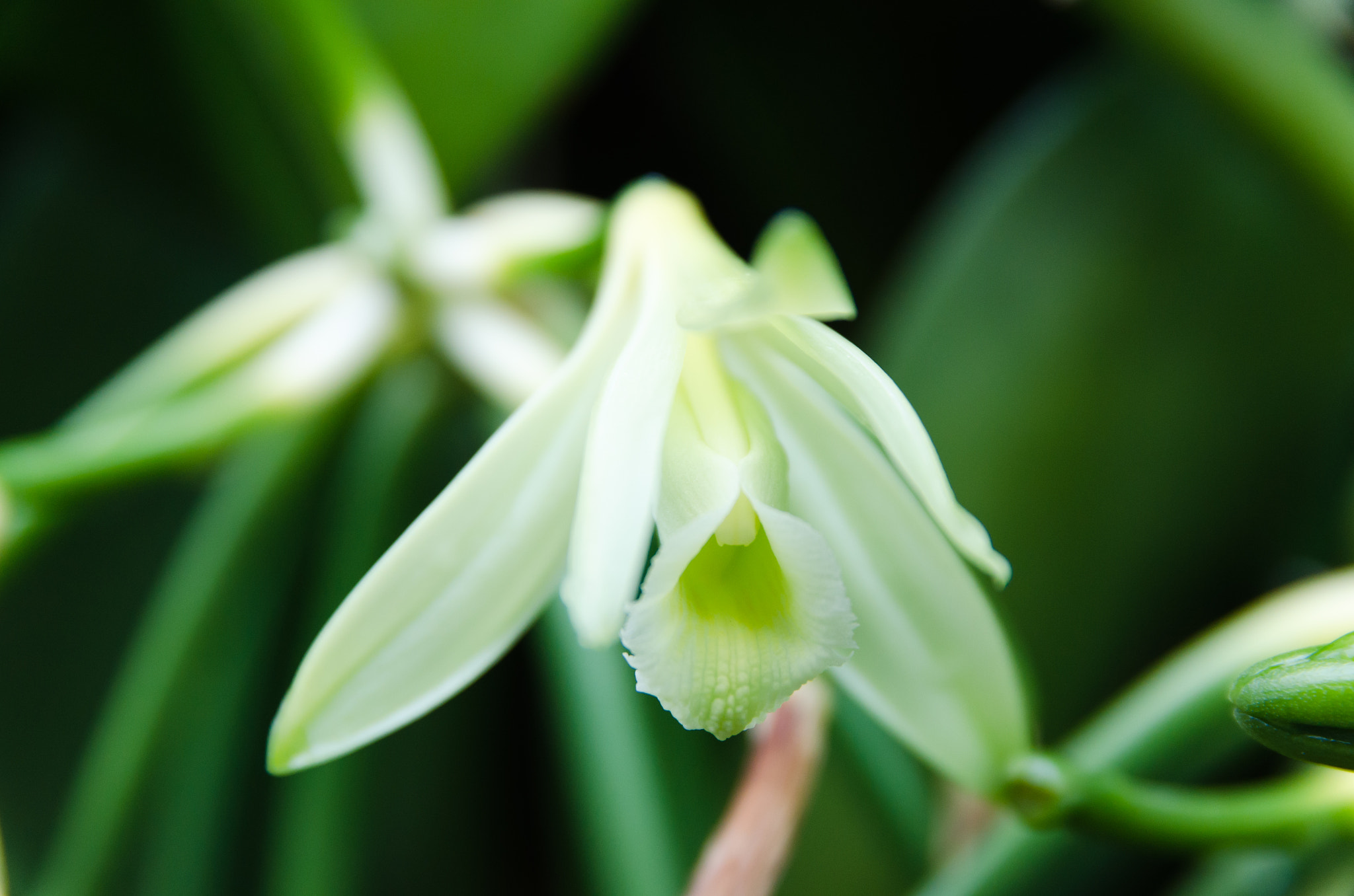 Nikon D7000 + Sigma 17-70mm F2.8-4 DC Macro OS HSM | C sample photo. Fleur de vanille, ste suzanne, la réunion photography