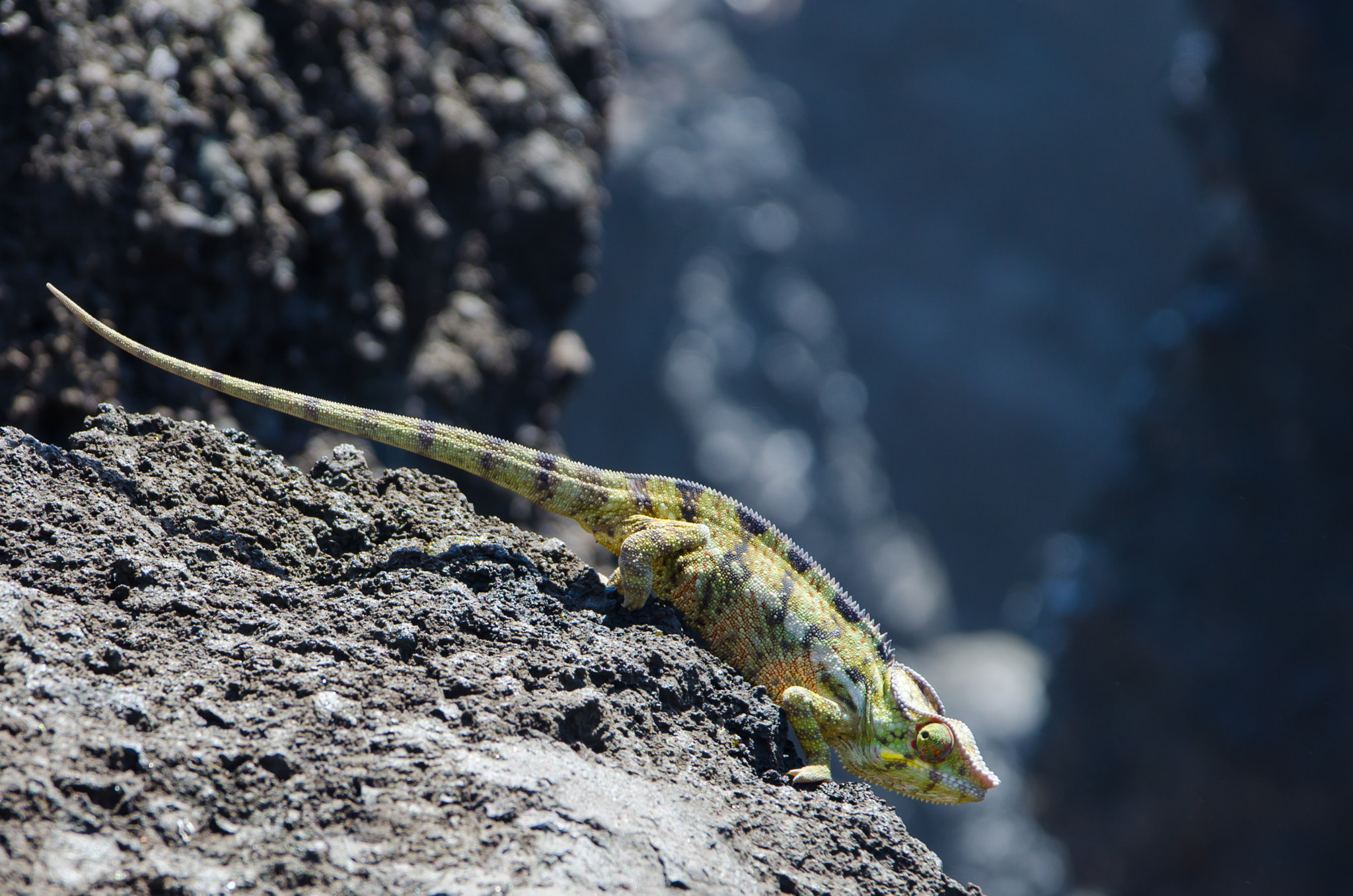 Nikon D7000 + Sigma 17-70mm F2.8-4 DC Macro OS HSM | C sample photo. Caméléon, manapany, la réunion photography