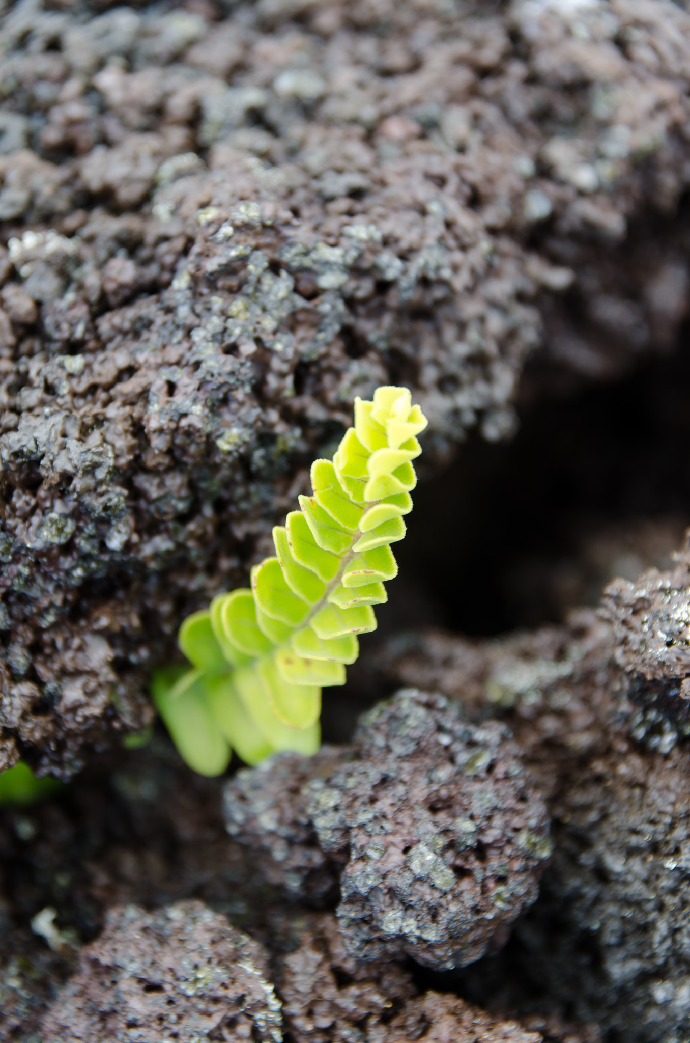 Nikon D7000 + Sigma 17-70mm F2.8-4 DC Macro OS HSM | C sample photo. Fleur sous lave, sud sauvage, la réunion photography