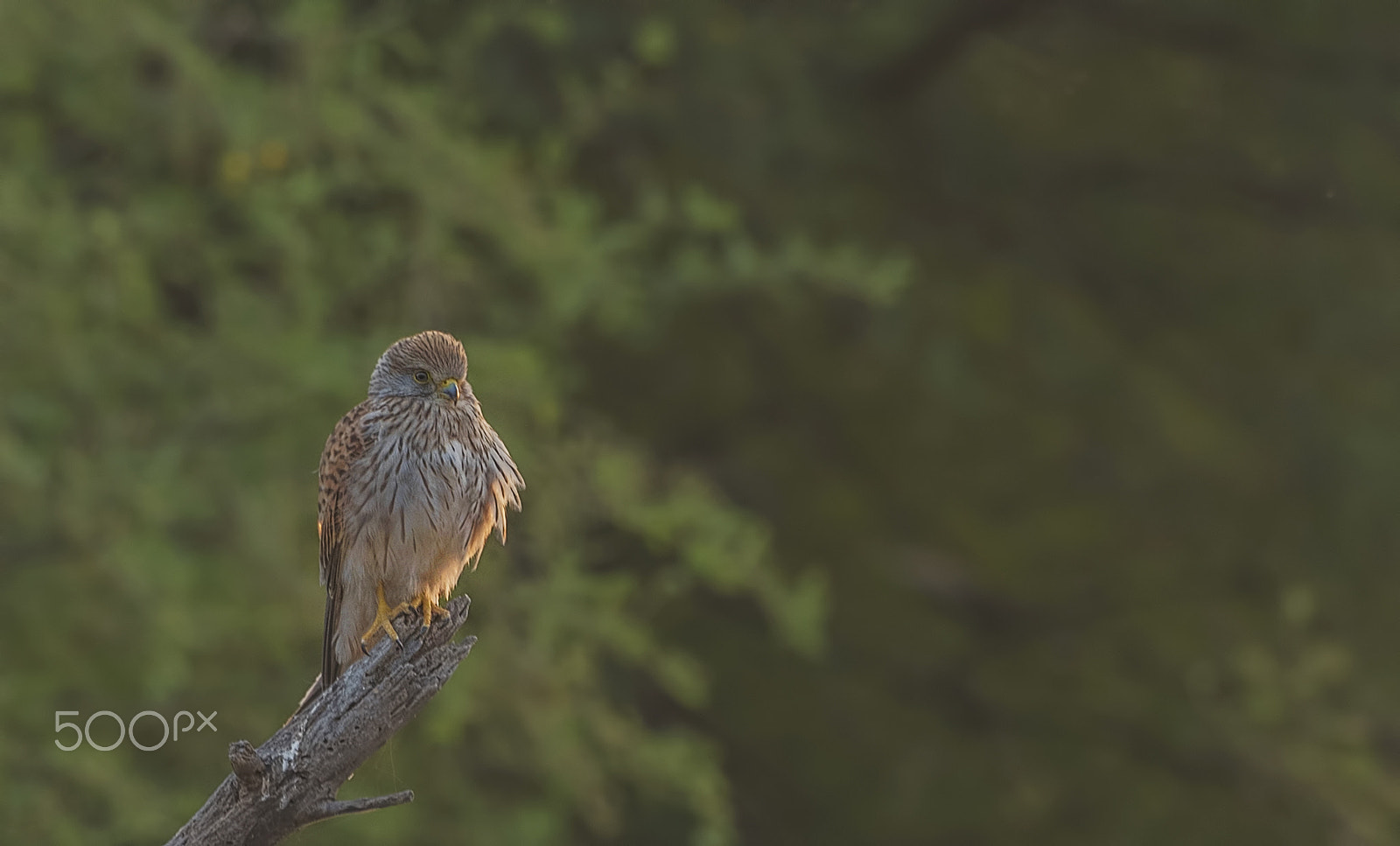 Nikon D750 + Nikon AF-S Nikkor 500mm F4G ED VR sample photo. Kestrel photography