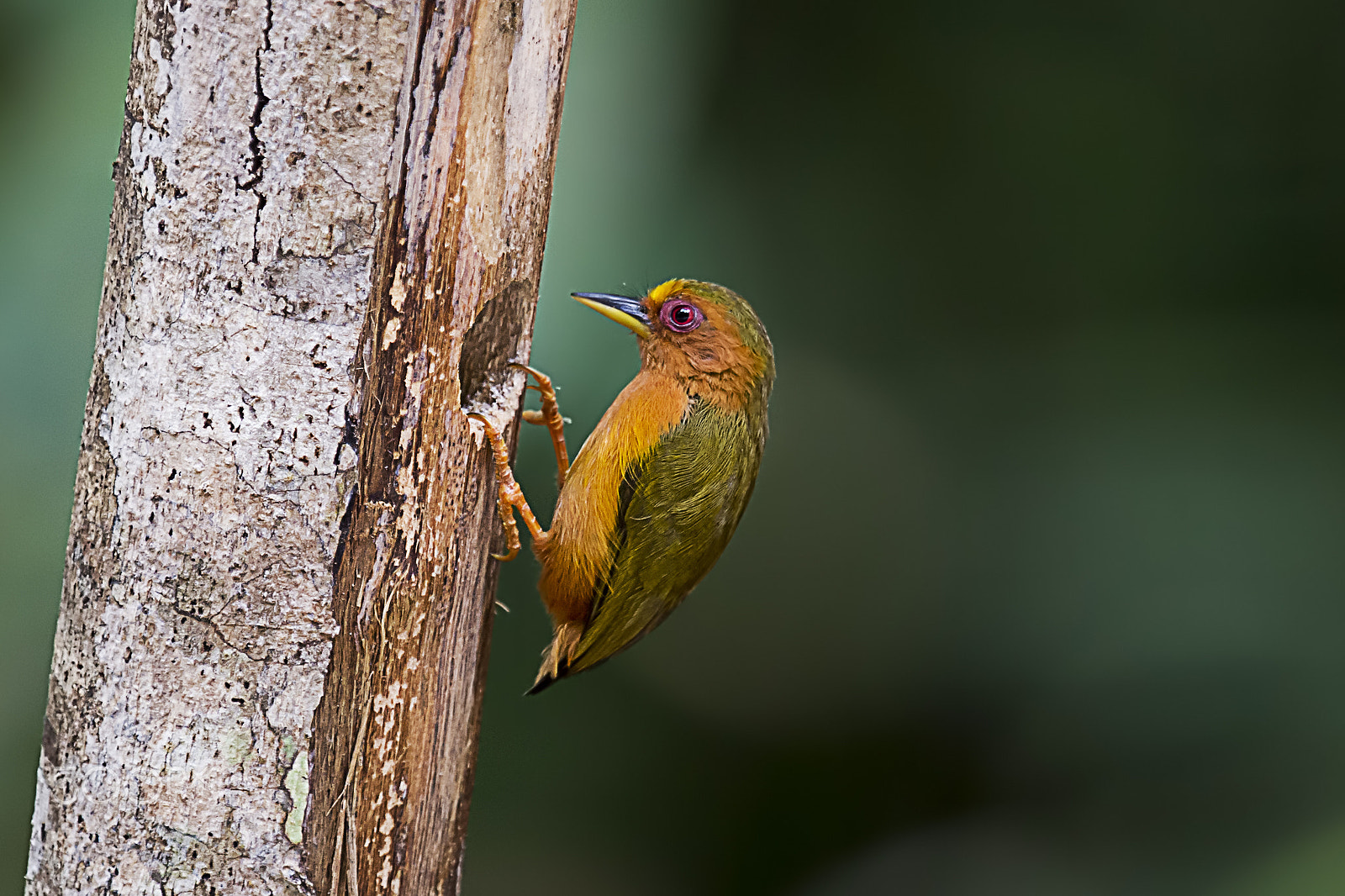 Nikon D4 sample photo. Rufous piculet (male) photography
