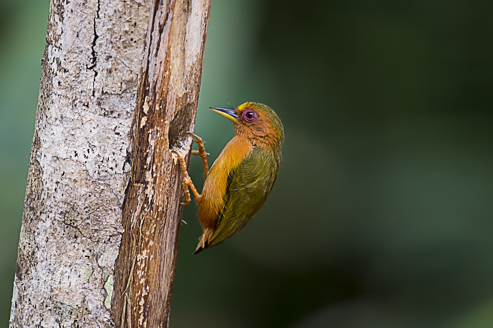 Nikon AF-S Nikkor 400mm F2.8G ED VR II sample photo. Rufous piculet (male) photography