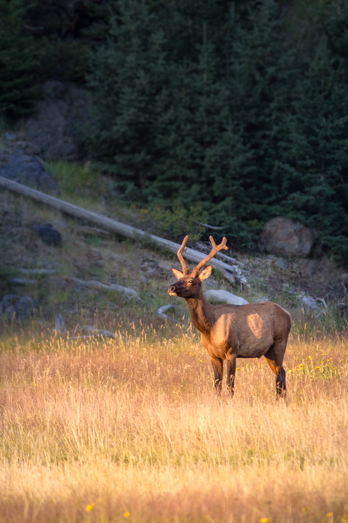 Canon EF 70-200mm F2.8L USM sample photo. Mighty elk morning photography