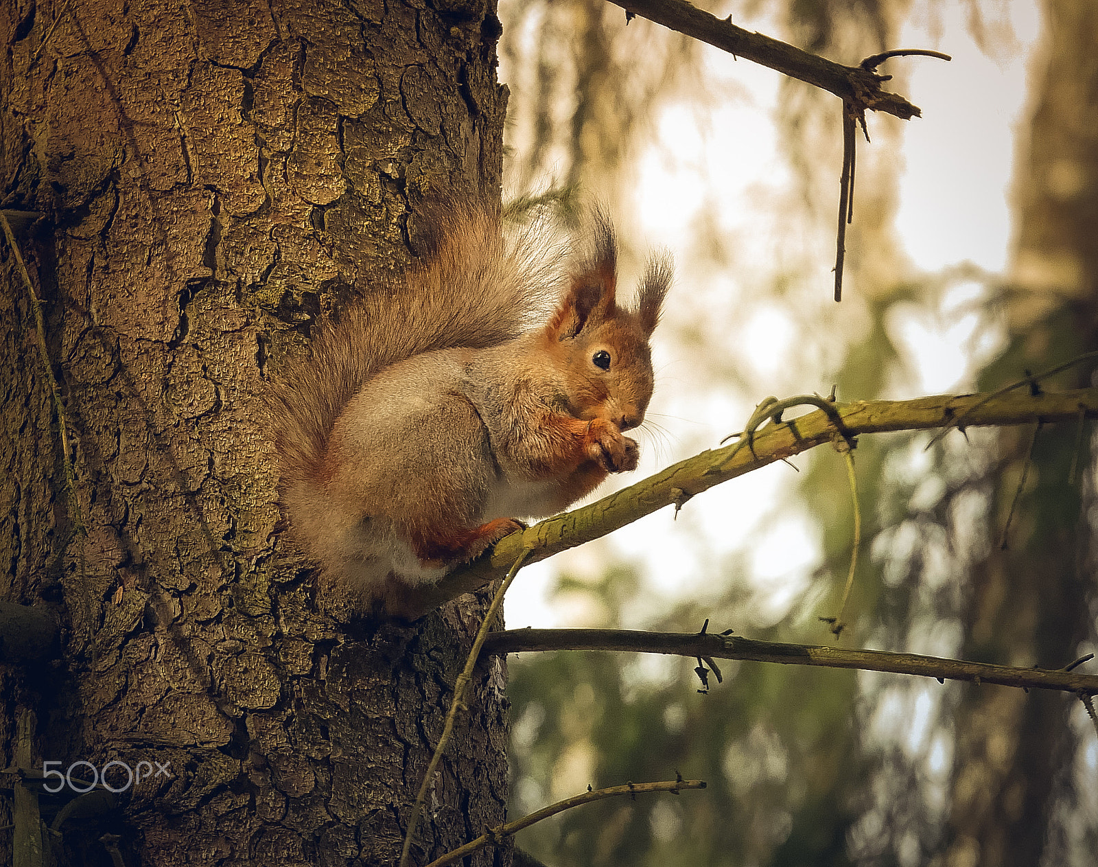 LUMIX G VARIO 35-100/F2.8II sample photo. Squirrel photography