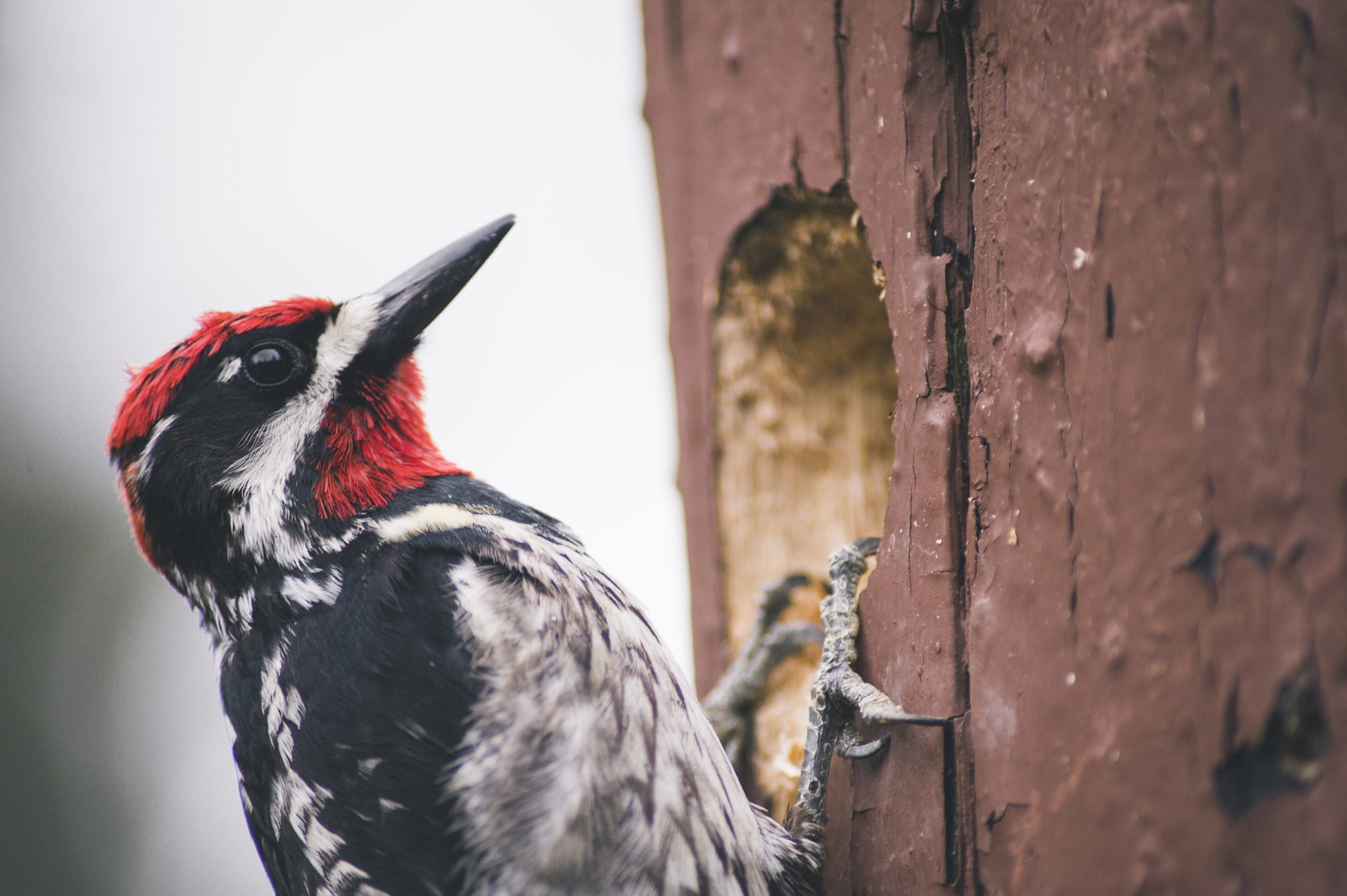 Nikon D700 sample photo. Montana woodpecker photography