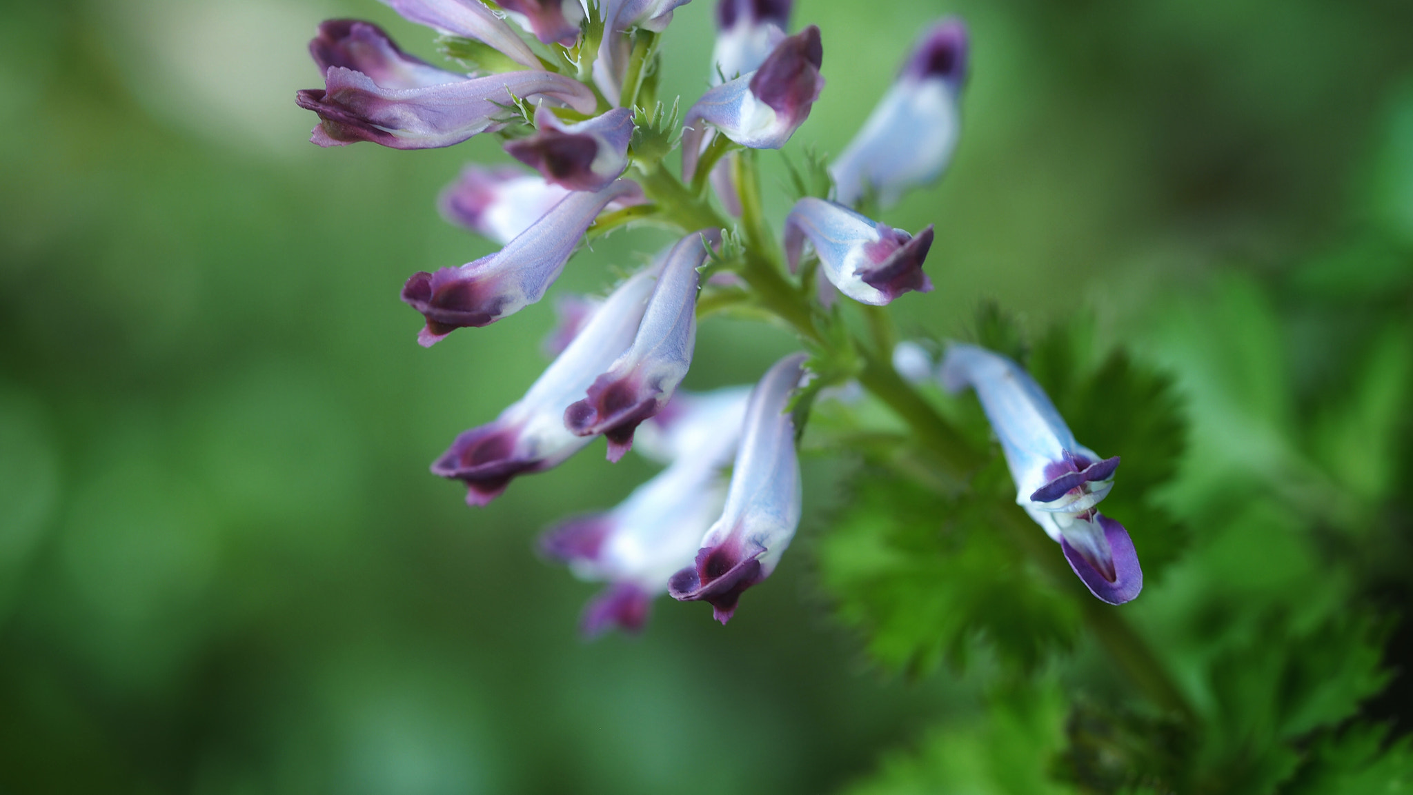 Olympus M.Zuiko Digital ED 60mm F2.8 Macro sample photo. Corydalis incisa photography