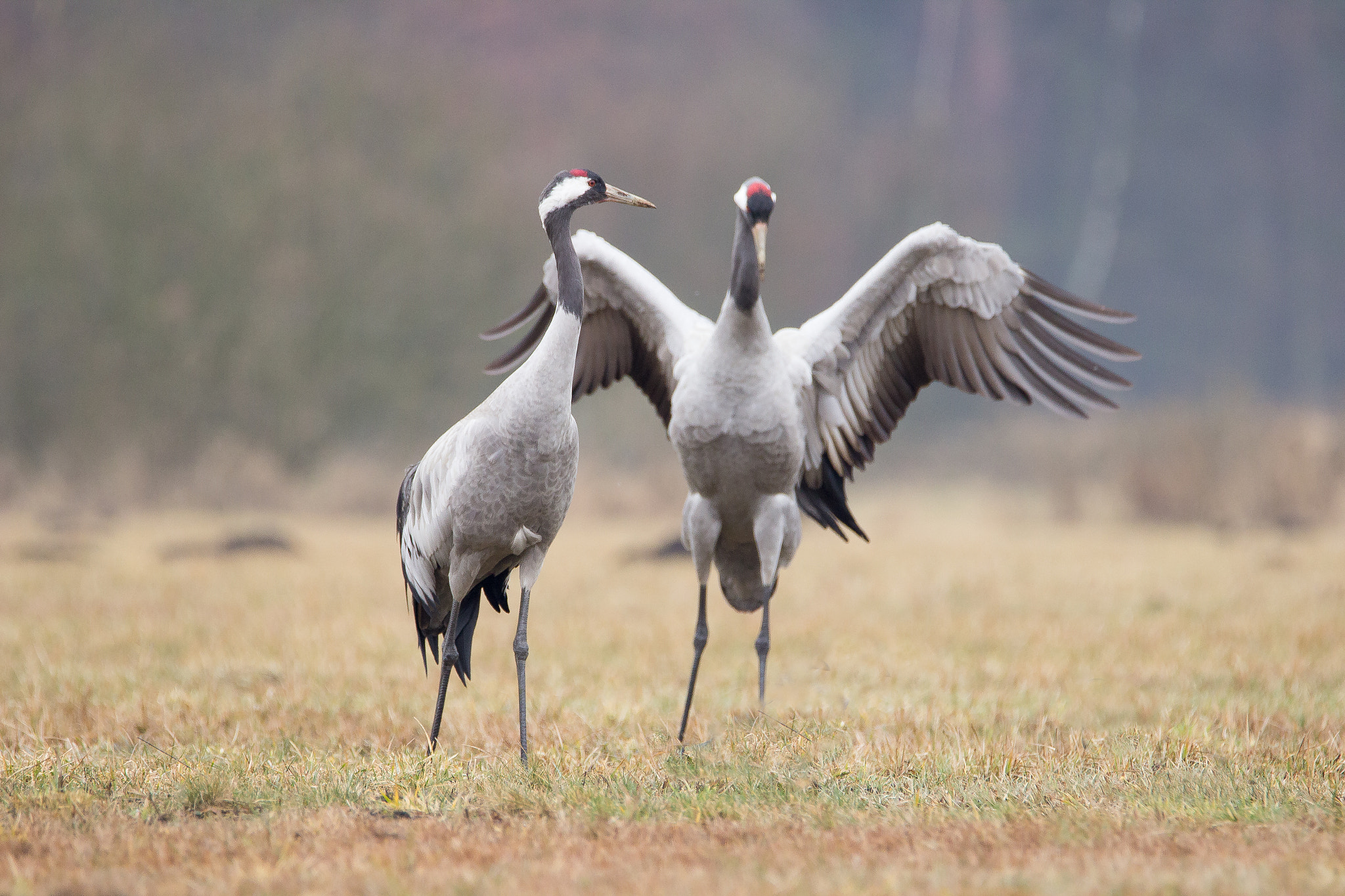 Tamron SP 150-600mm F5-6.3 Di VC USD sample photo. Żurawie photography