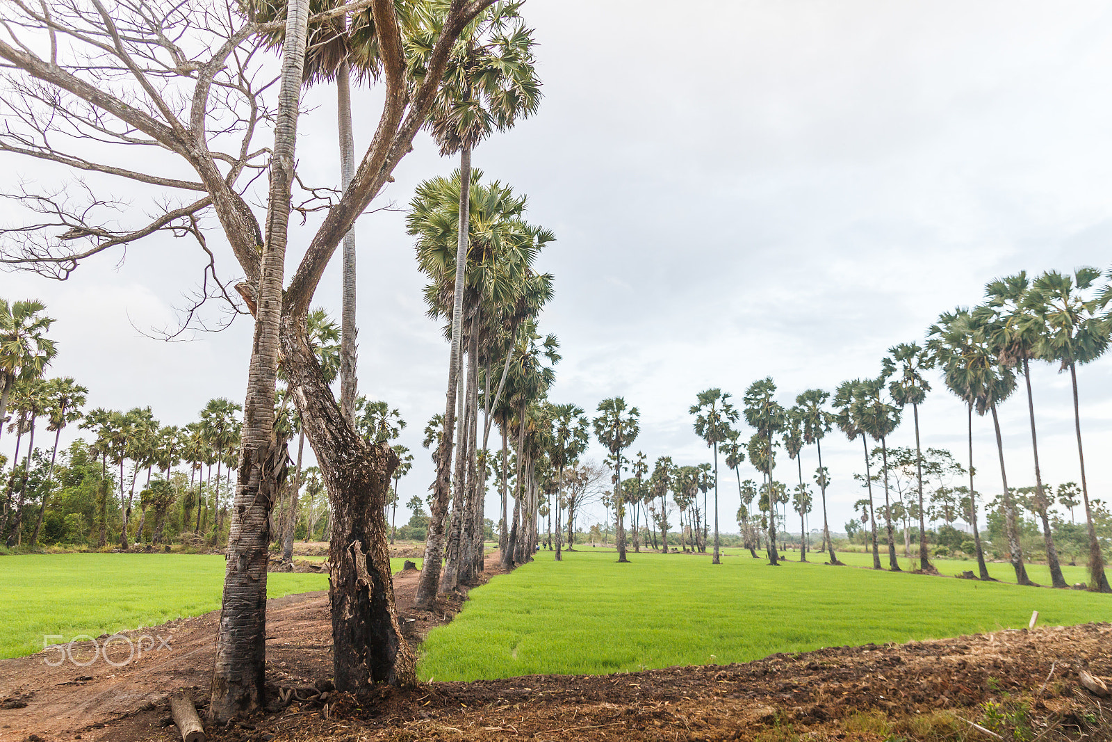 Tamron SP AF 17-50mm F2.8 XR Di II LD Aspherical (IF) sample photo. Sugar palm and cornfield photography