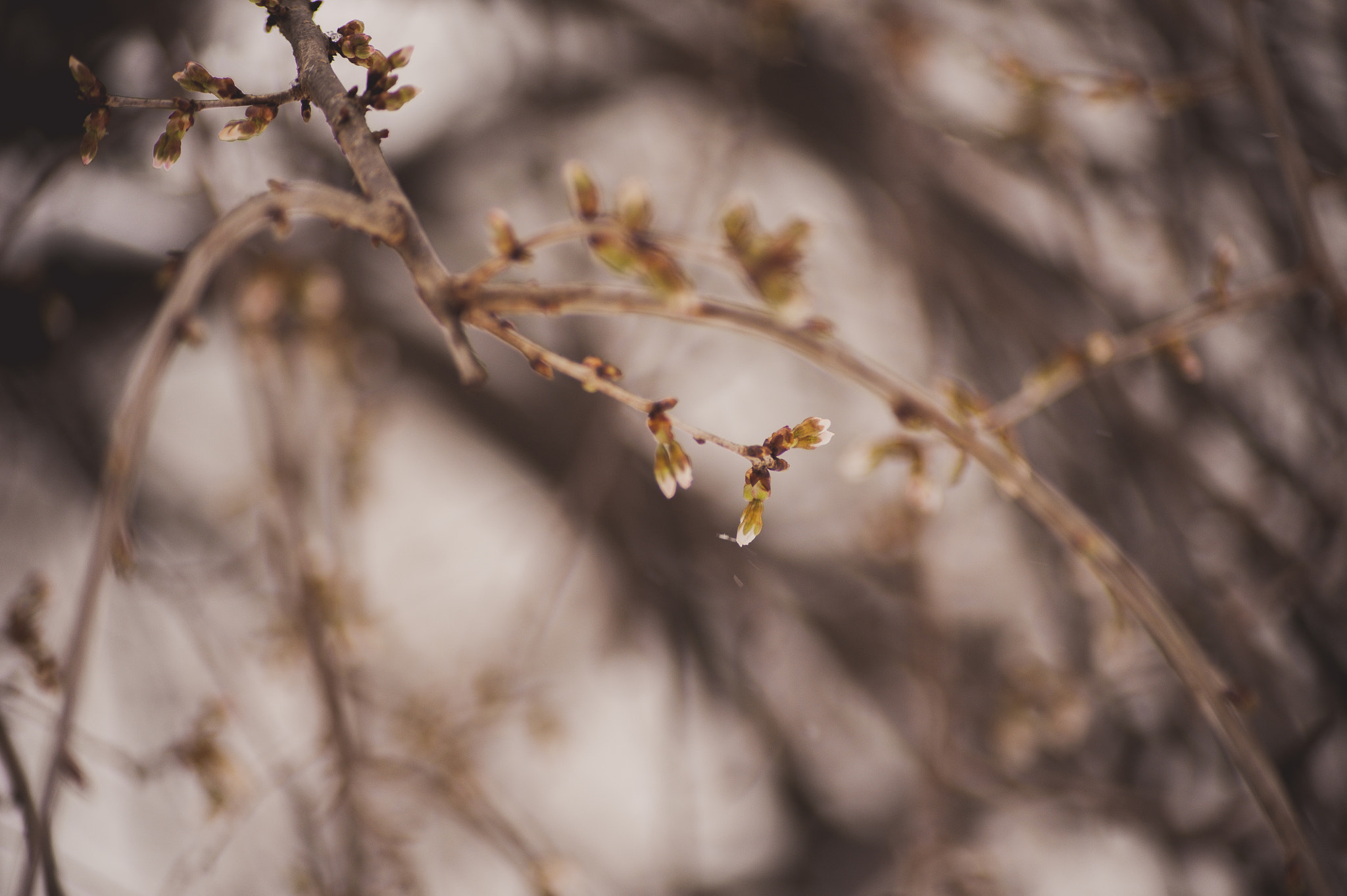 Nikon D700 sample photo. Winter day branches photography