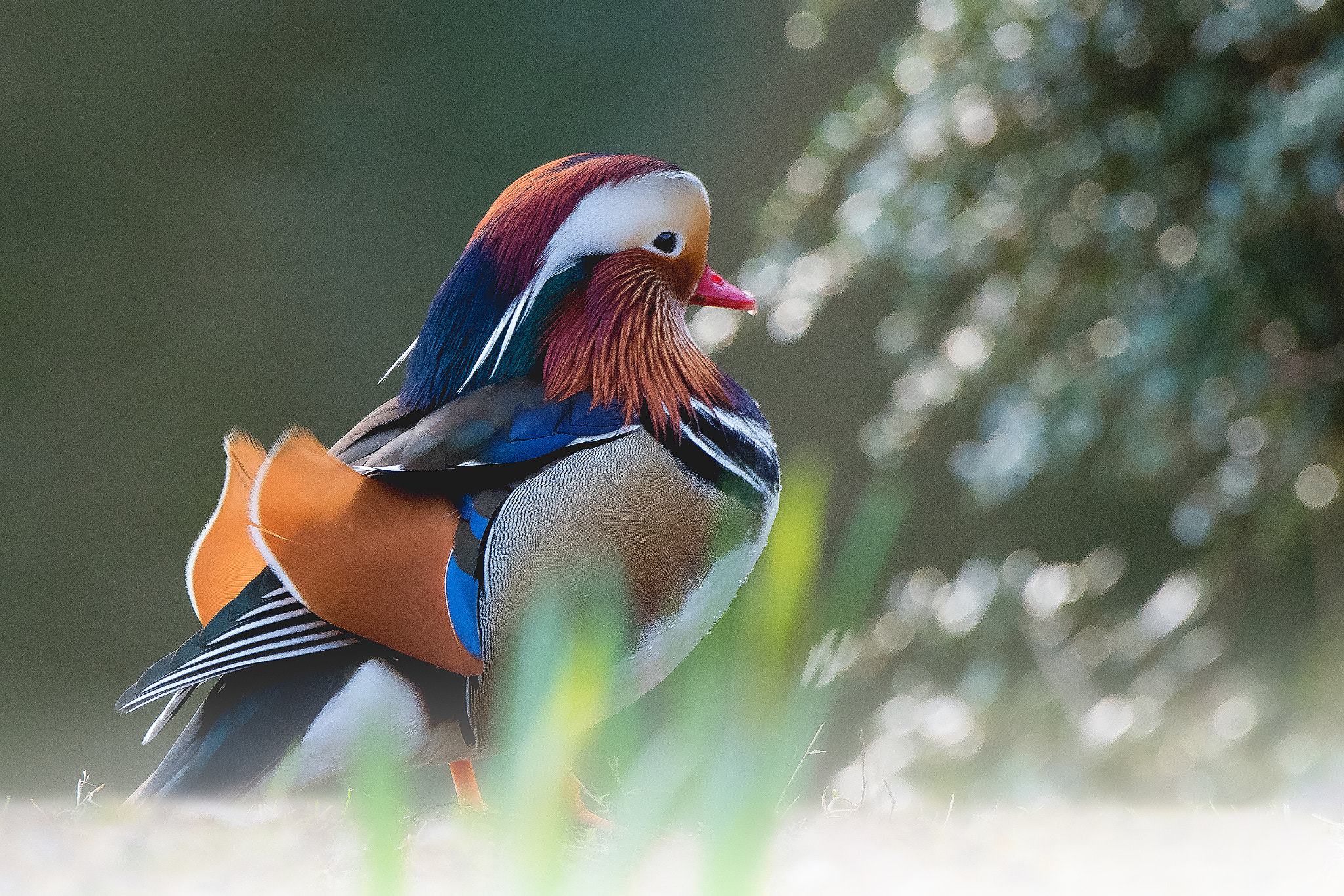 Nikon D500 sample photo. Mandarin duck... photography