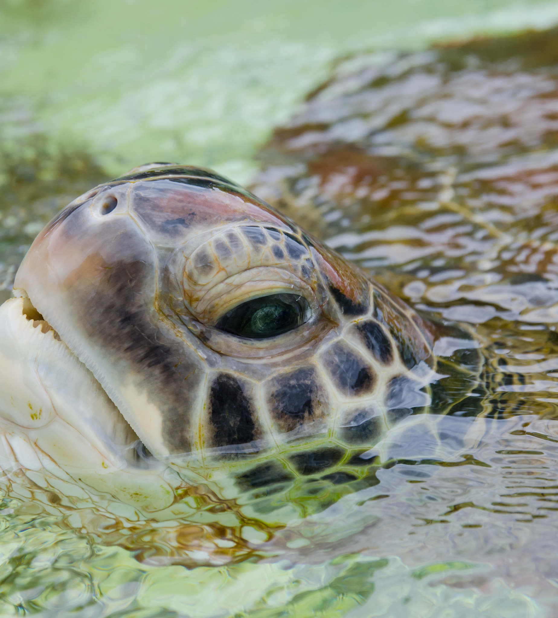 Nikon D7000 + Sigma 17-70mm F2.8-4 DC Macro OS HSM | C sample photo. Tortue, kélonia, la réunion photography