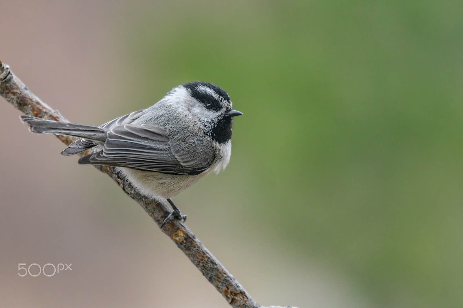 Nikon Nikkor AF-S 300mm F4E PF ED VR sample photo. My little chickadee photography