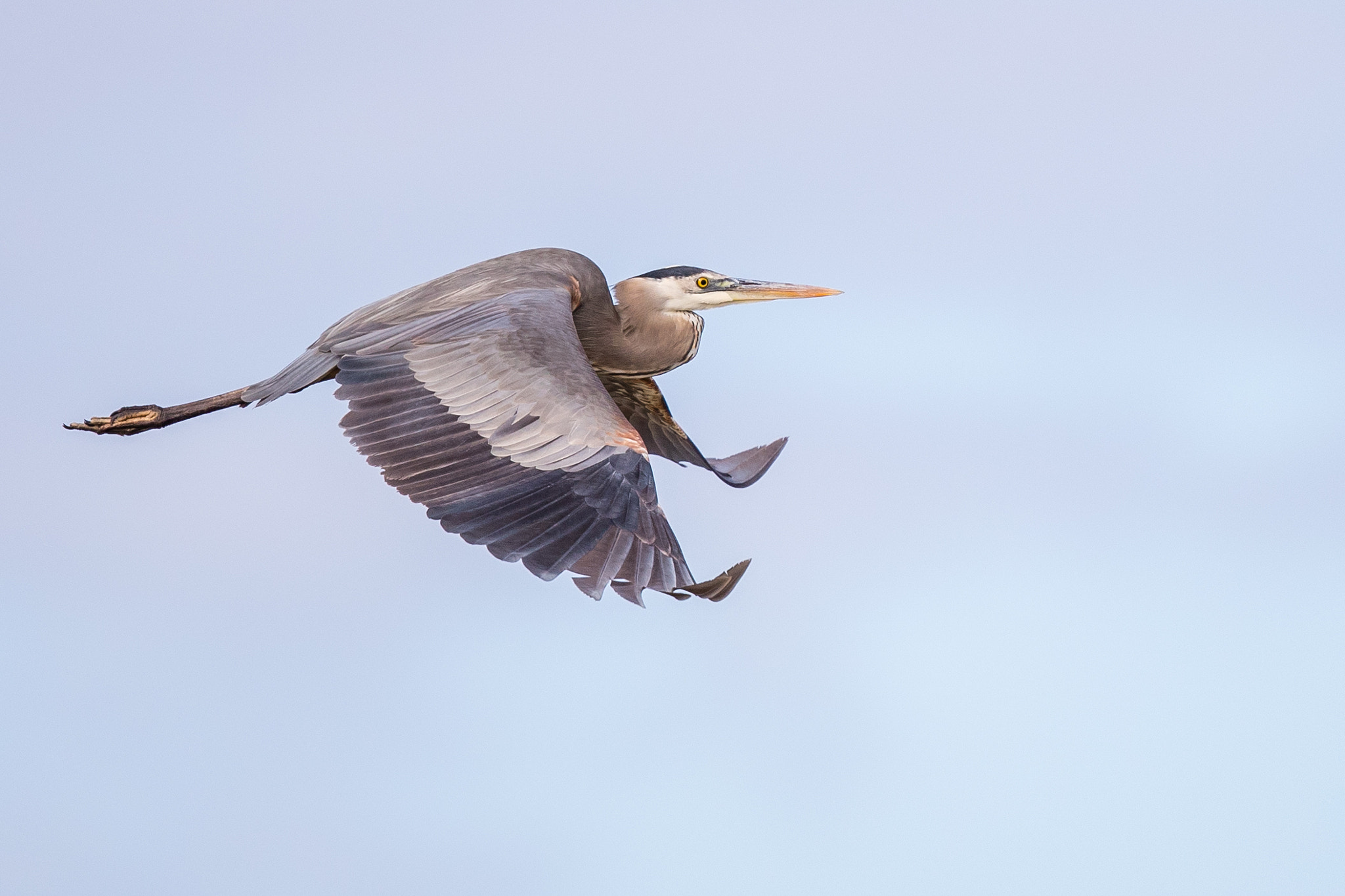 Canon EF 500mm F4L IS II USM sample photo. Great blue heron photography