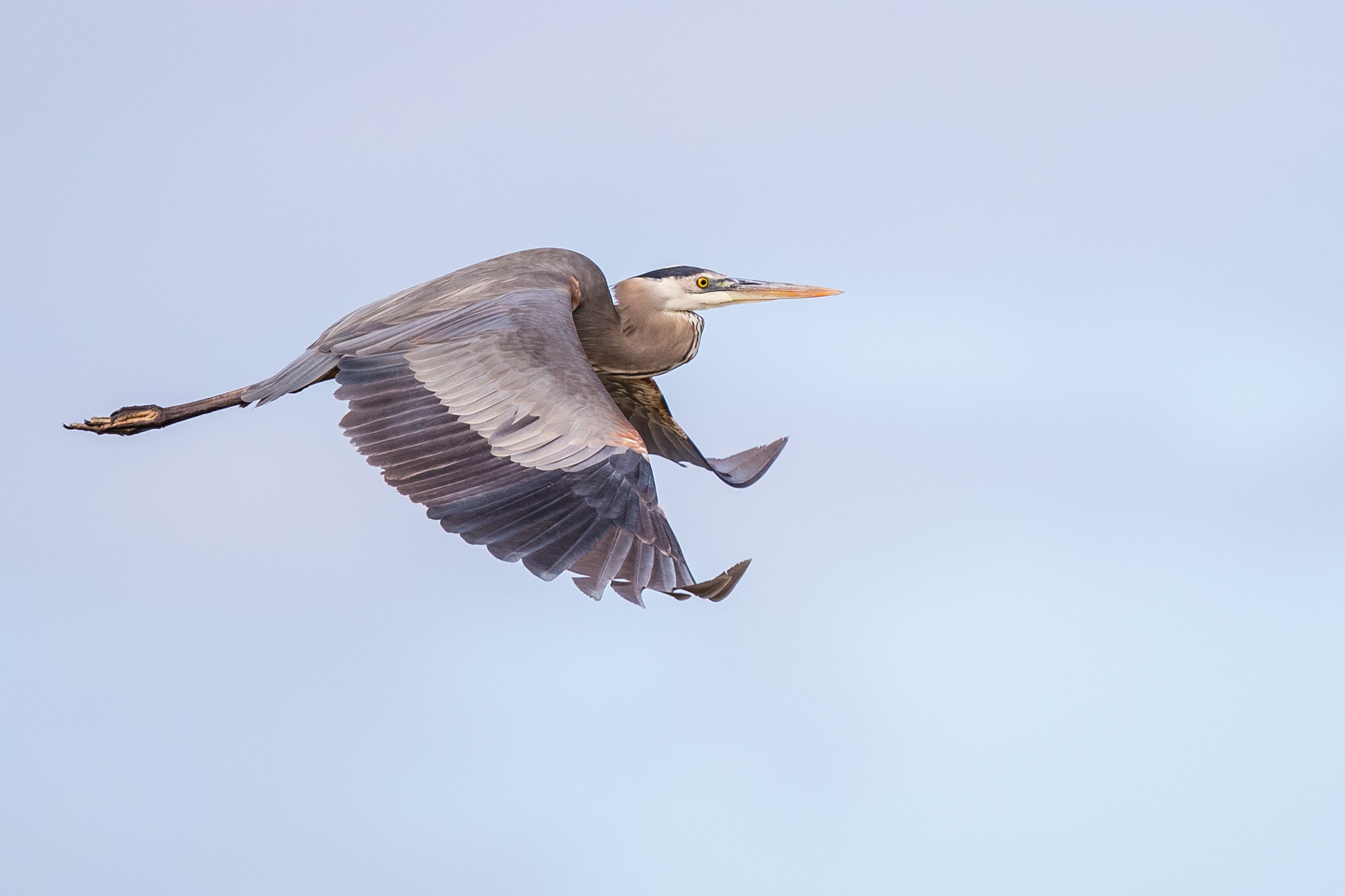 Canon EOS-1D X Mark II + Canon EF 500mm F4L IS II USM sample photo. Great blue heron photography