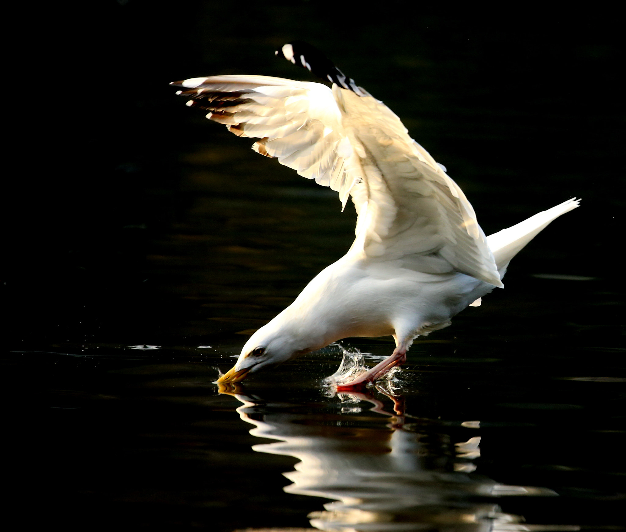 Canon EOS-1D X sample photo. Dear fish where are you photography