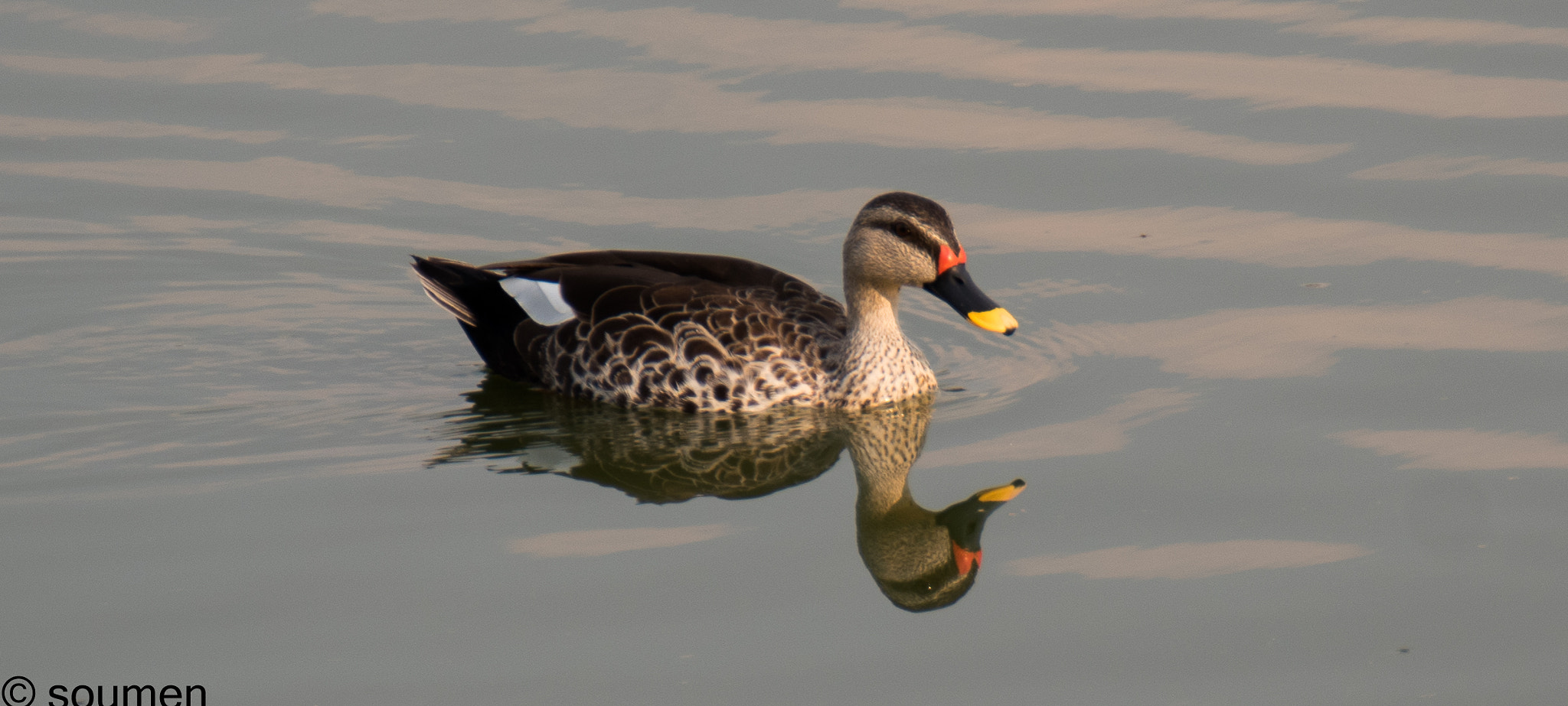 Nikon D5500 sample photo. Spot billed duck photography