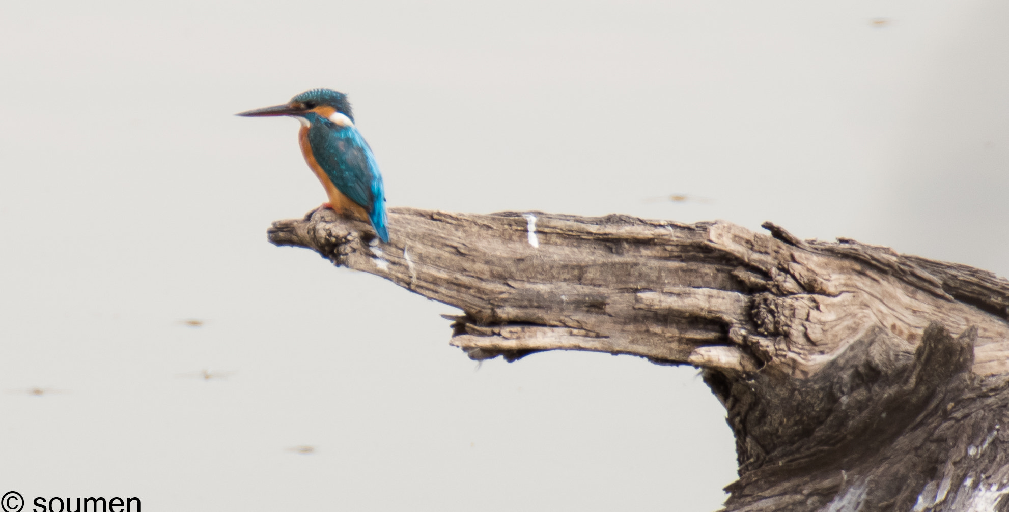 Nikon D5500 sample photo. Common kingfisher photography