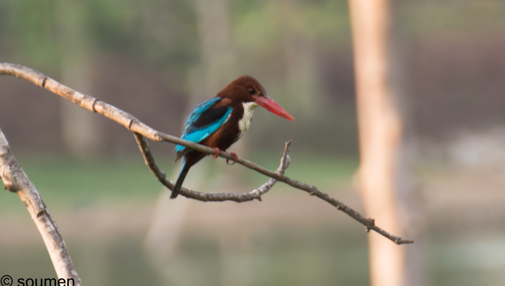 Nikon D5500 sample photo. Kingfisher photography