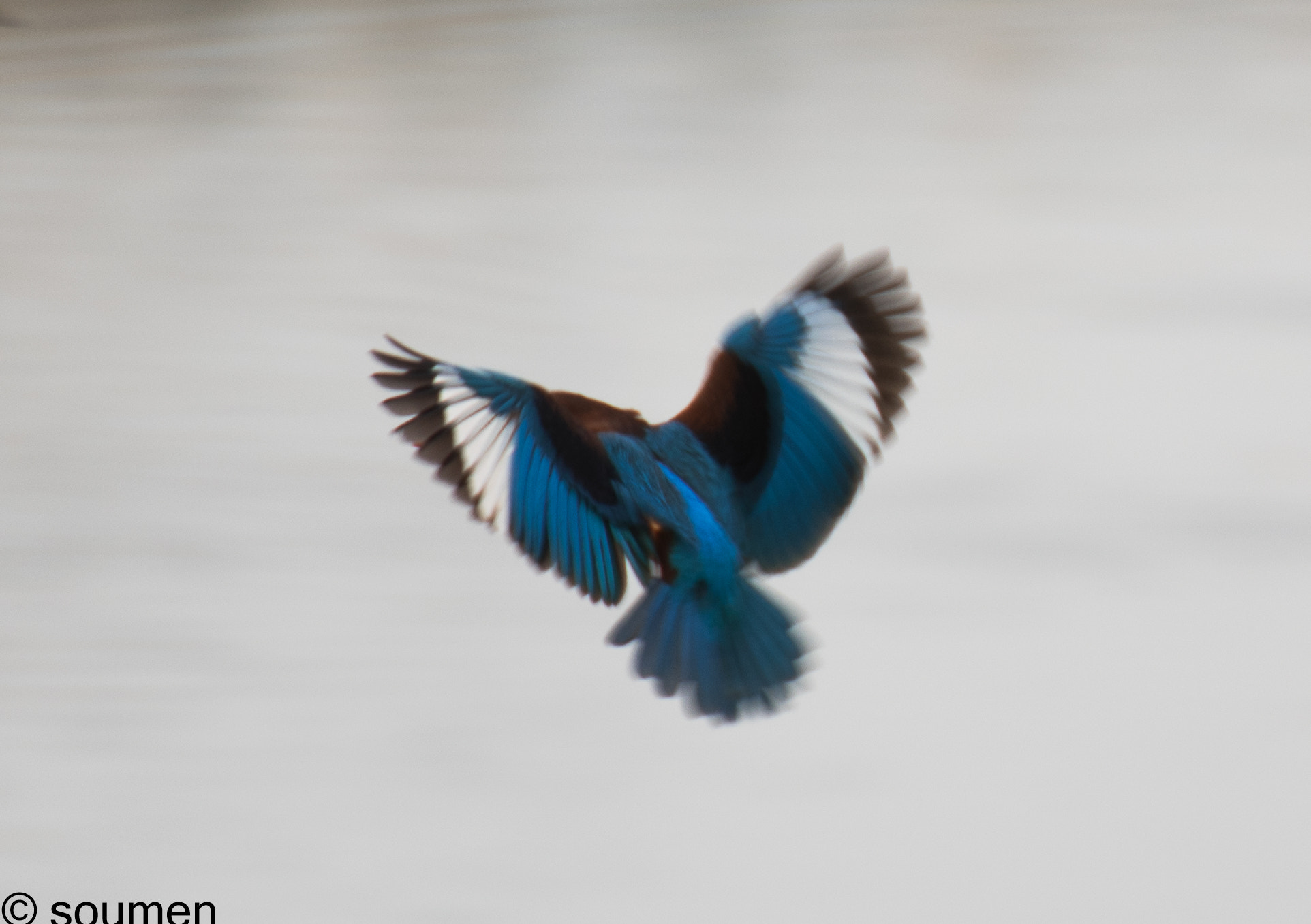 Nikon D5500 sample photo. Kingfisher photography