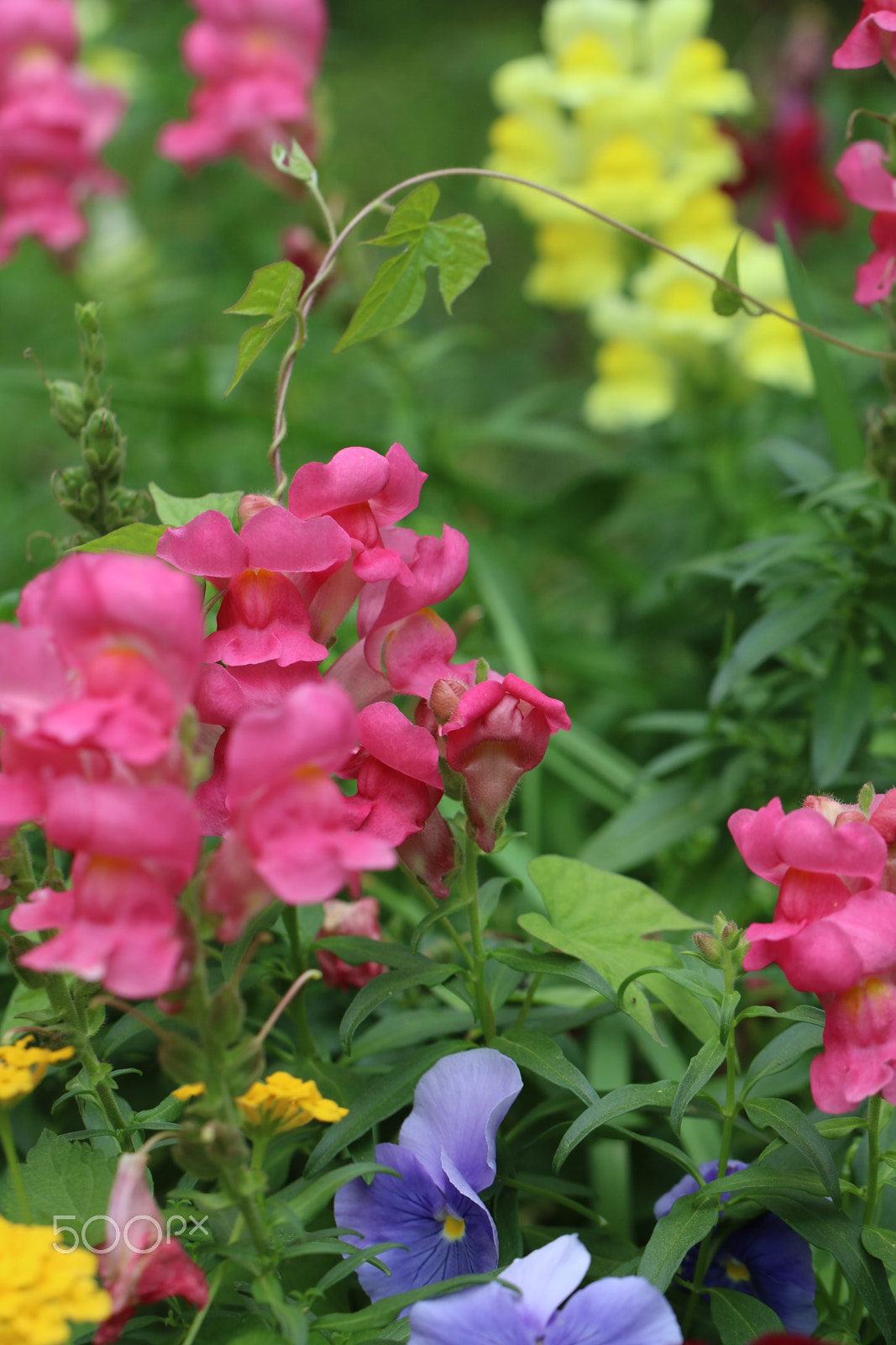 Canon EOS 750D (EOS Rebel T6i / EOS Kiss X8i) sample photo. Snapdragons & friends 5913 photography