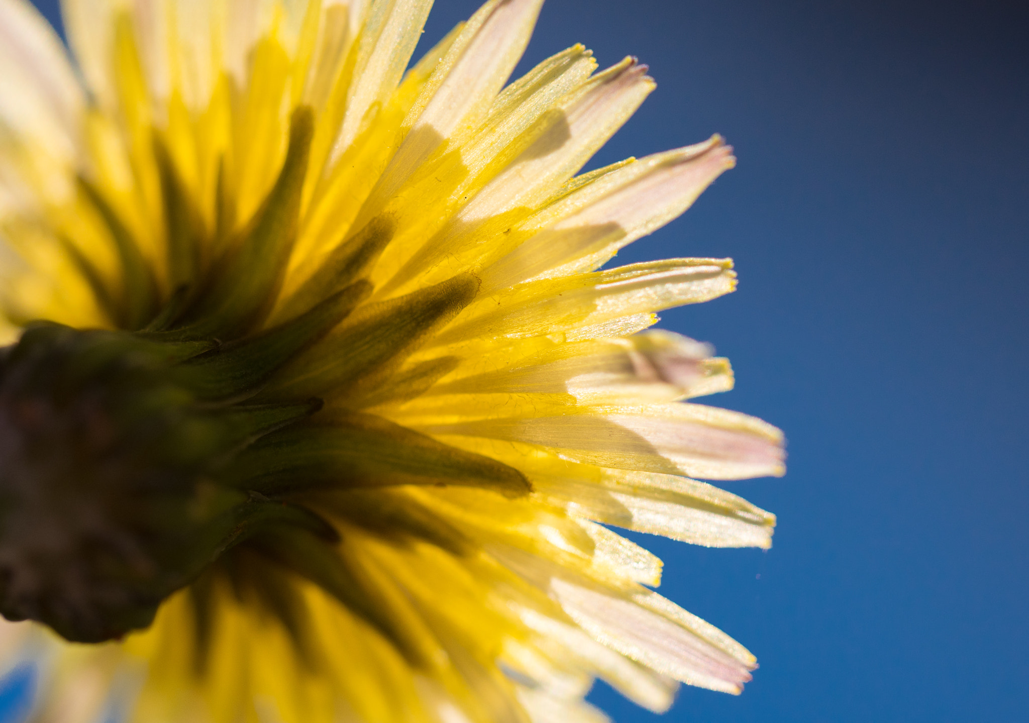 Olympus M.Zuiko Digital ED 60mm F2.8 Macro sample photo. Sunlight photography