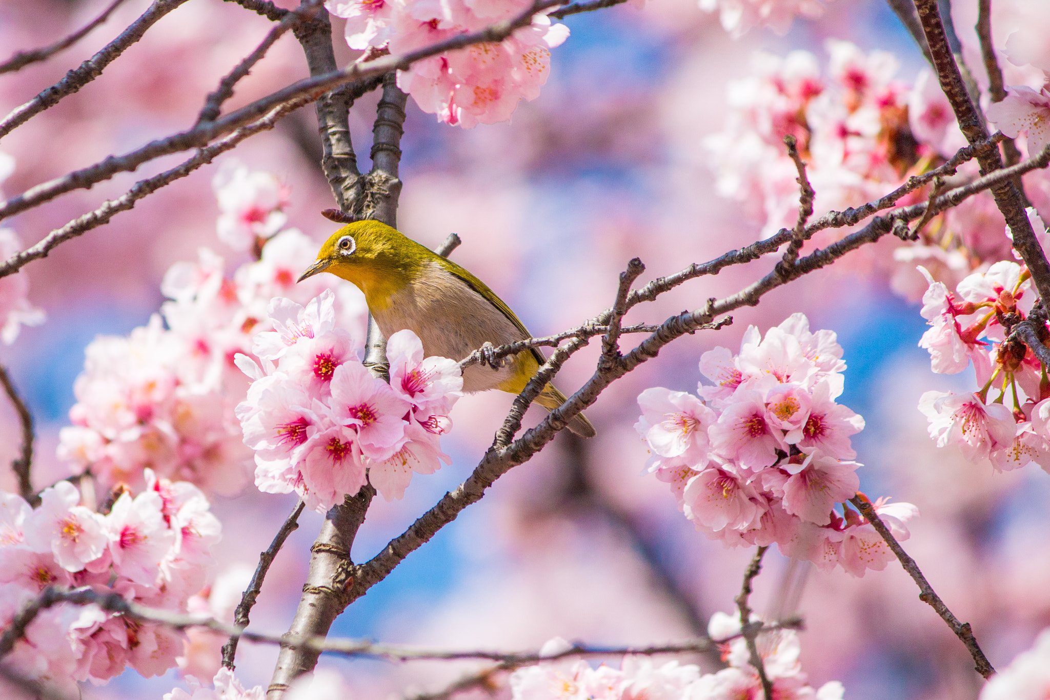 Canon EF-S 55-250mm F4-5.6 IS sample photo. Zosterops japonicus photography