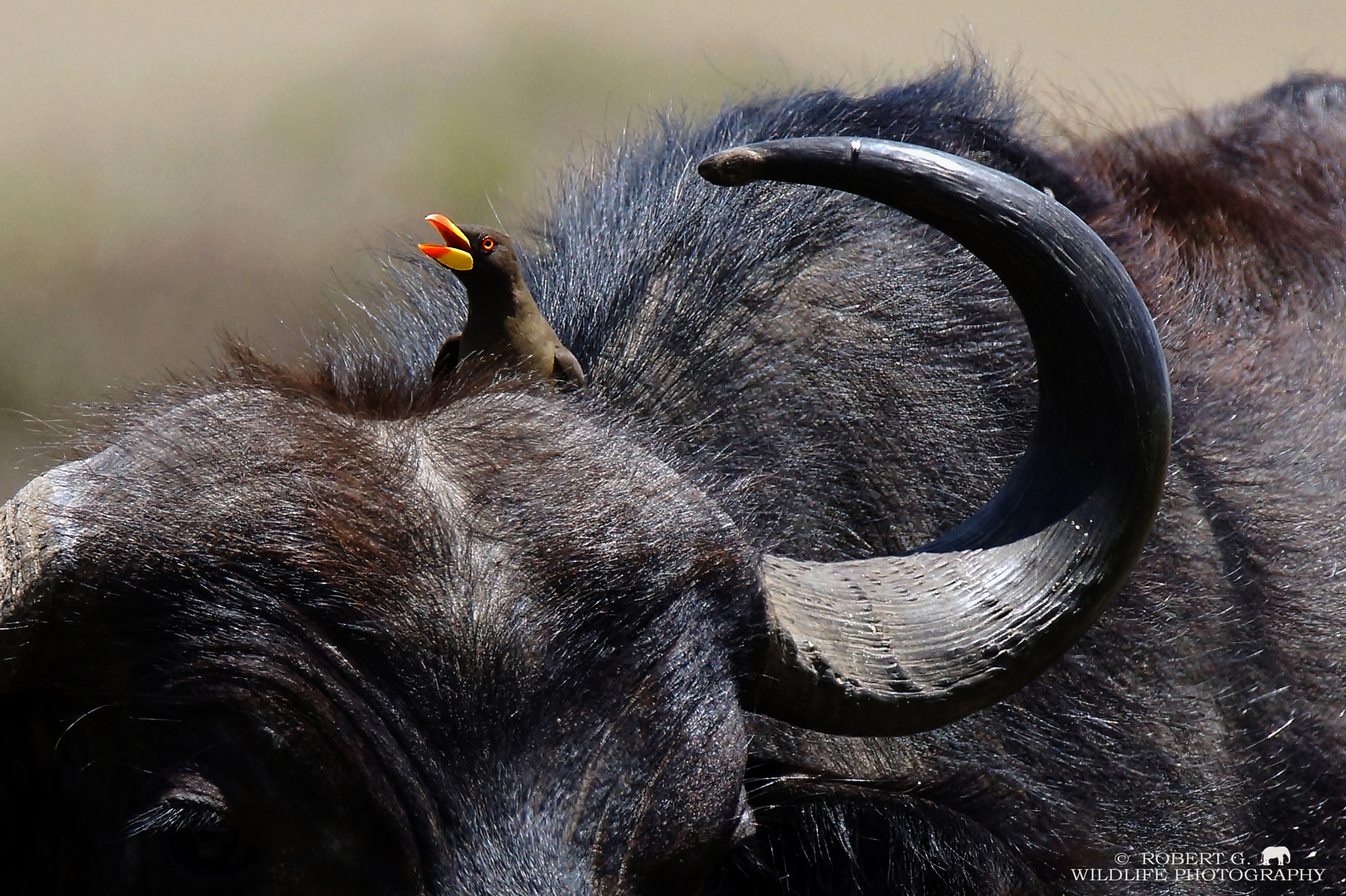 Sony SLT-A77 + Tamron SP 150-600mm F5-6.3 Di VC USD sample photo. Open beak  masai mara 2016 photography