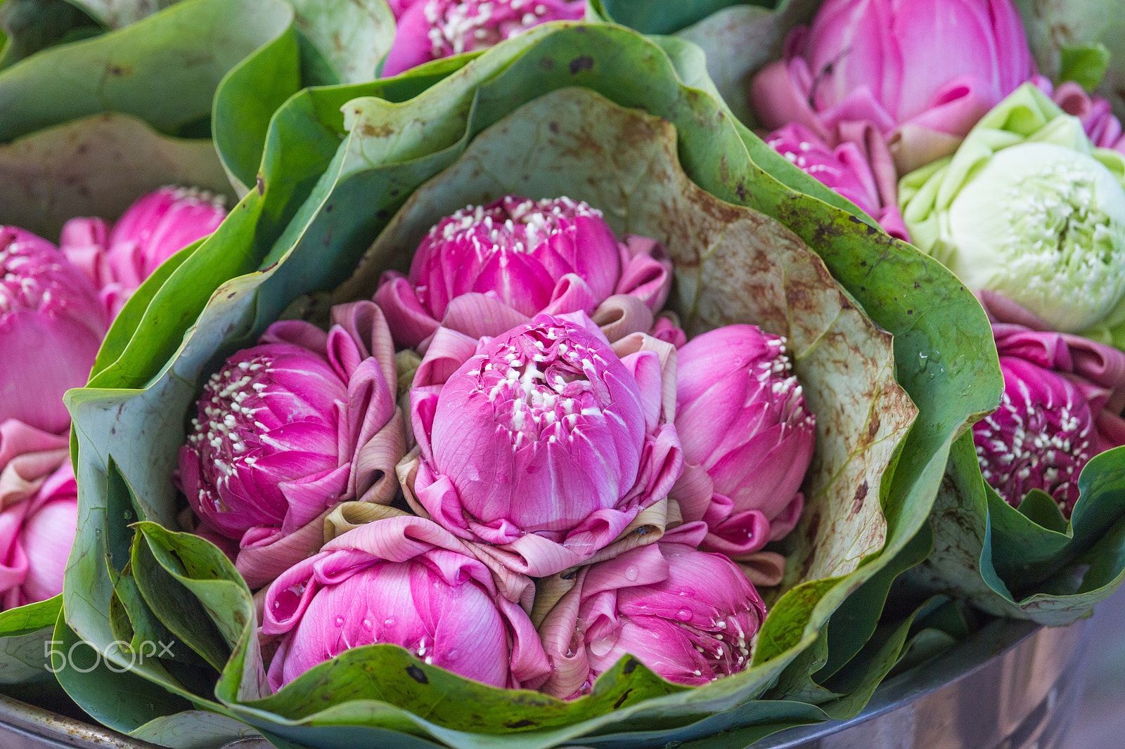 Canon EF-S 55-250mm F4-5.6 IS STM sample photo. Bouquet of lotus flowers photography