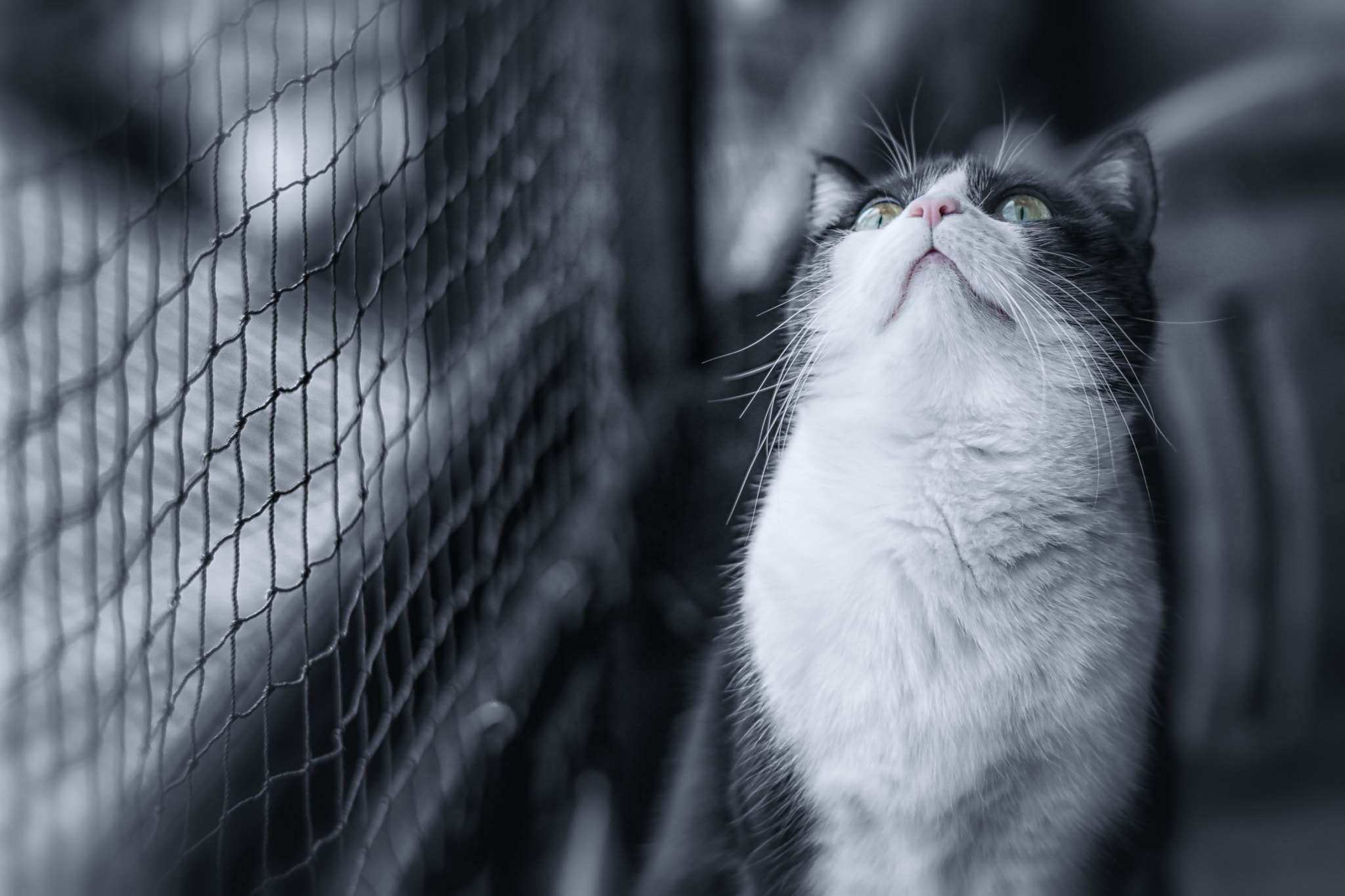 Nikon AF-S Nikkor 58mm F1.4G sample photo. Princess lizzy's wisdom of life photography