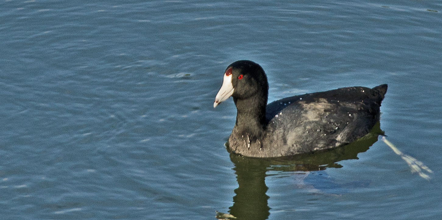 Nikon D7000 + Nikon AF-S Nikkor 300mm F4D ED-IF sample photo. Coot photography