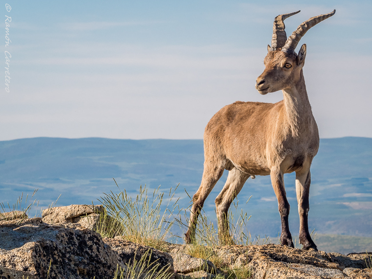 Olympus OM-D E-M5 II sample photo. Alpine ibex(capra pyrenaica) on the summit against blue sky photography