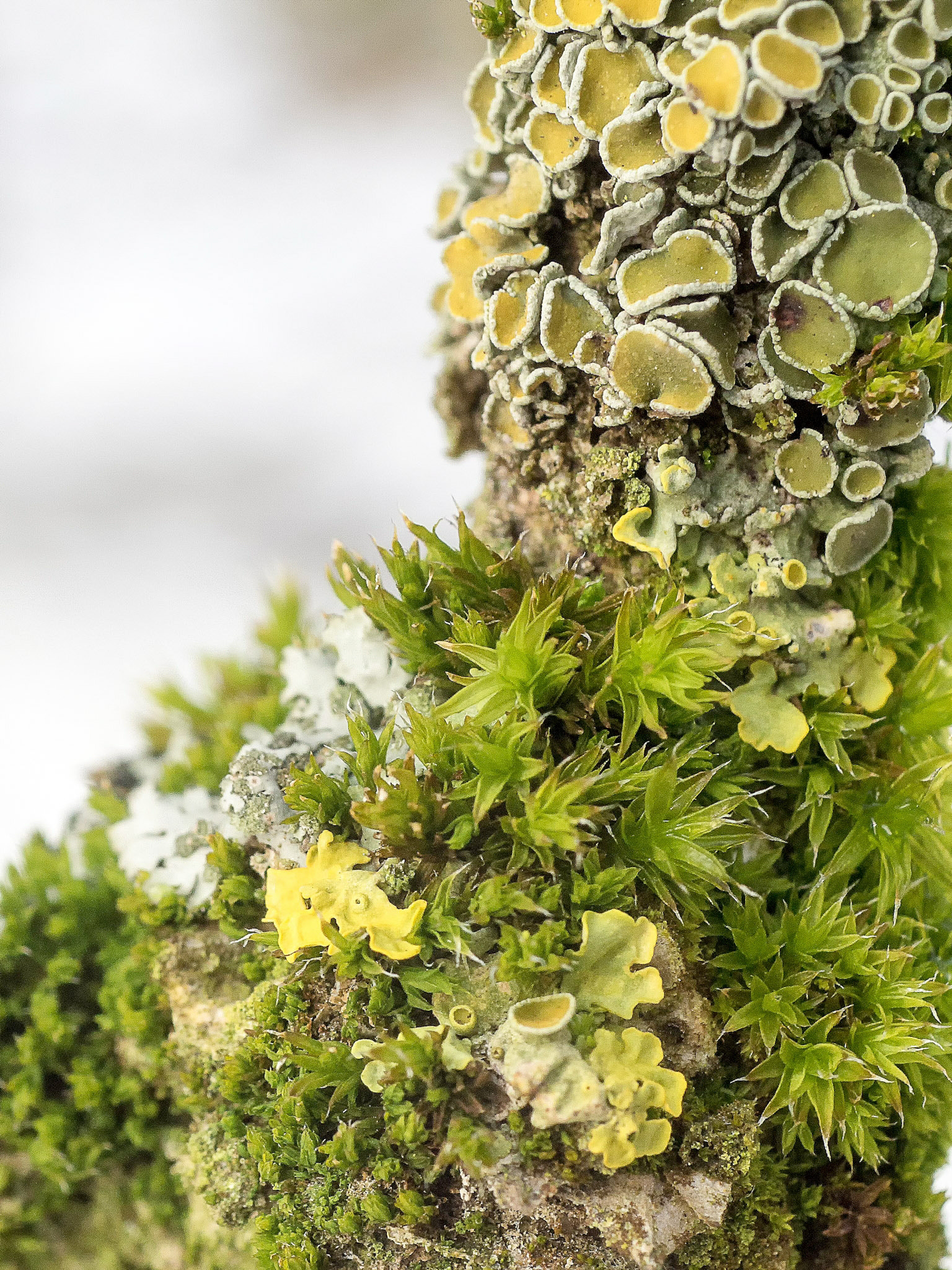 Olympus OM-D E-M10 + OLYMPUS 35mm Lens sample photo. Moss and fungi on a tree photography