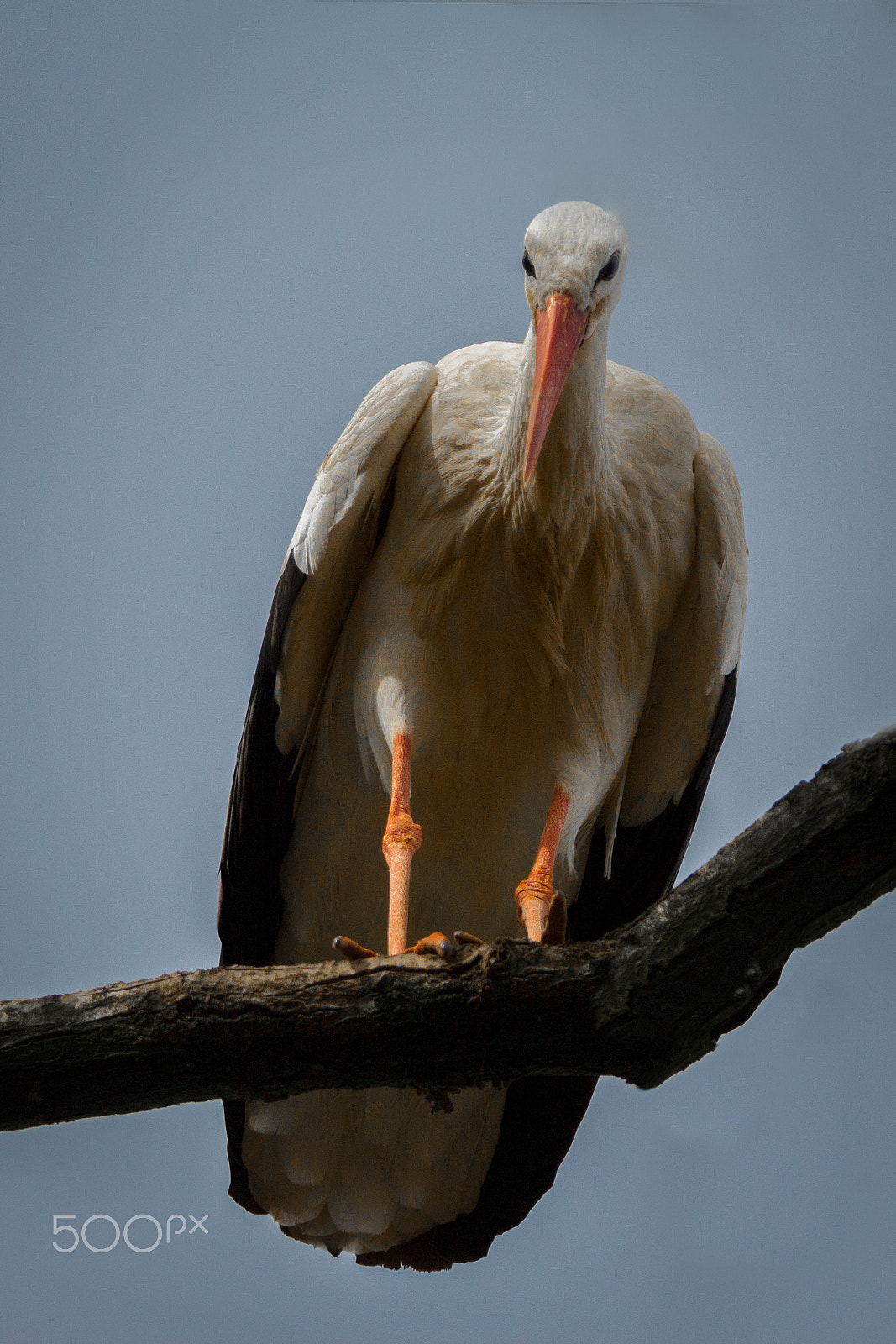 Tamron SP 150-600mm F5-6.3 Di VC USD sample photo. Fait bon en bas? photography