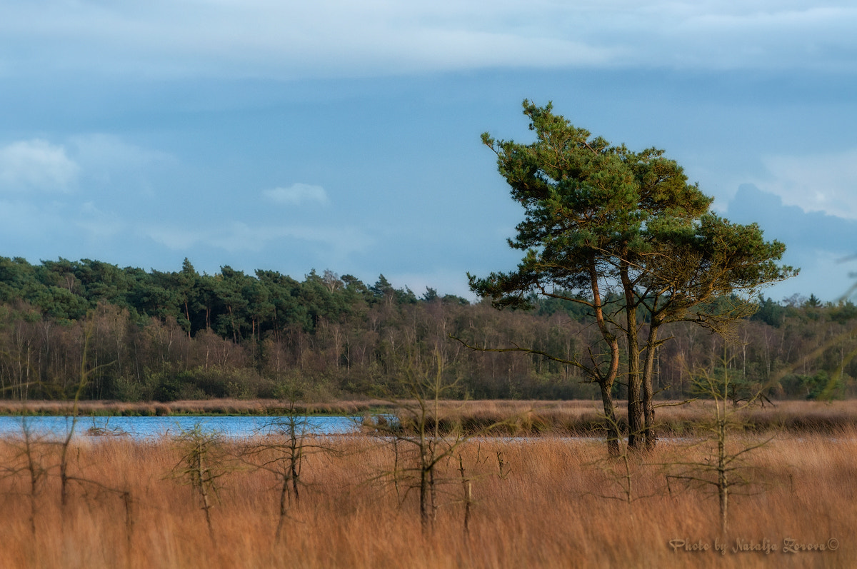 Nikon D5000 sample photo. Autumnal albums 4 photography