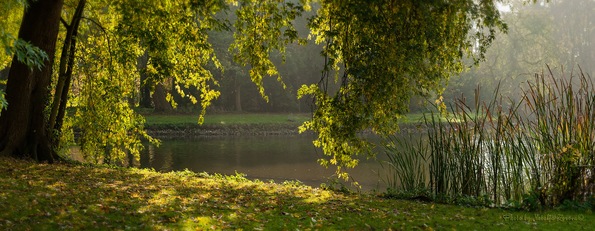 Nikon D5000 sample photo. Autumnal albums 5 photography